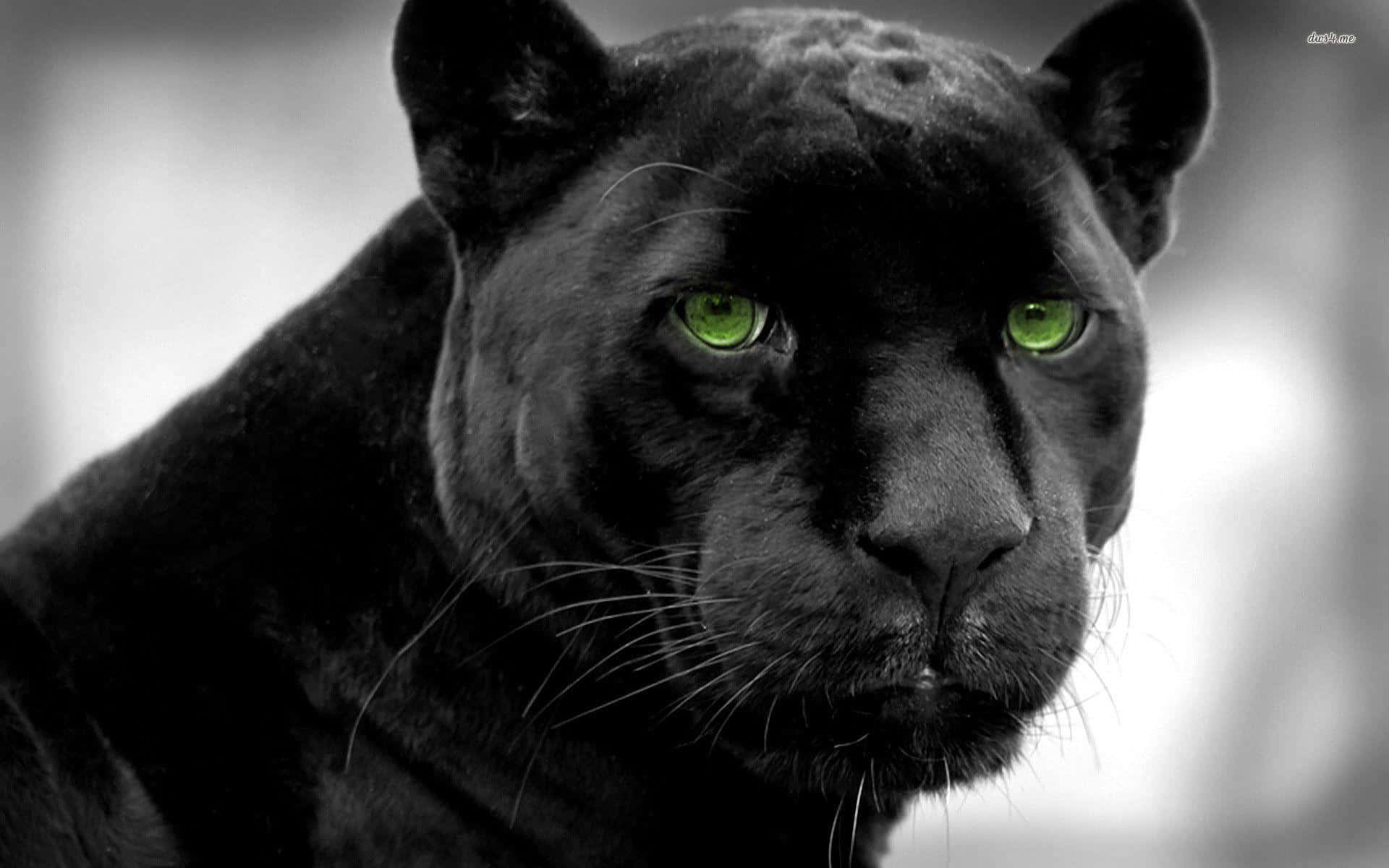 A Majestic Cool Black Panther Animal In The Wild Background
