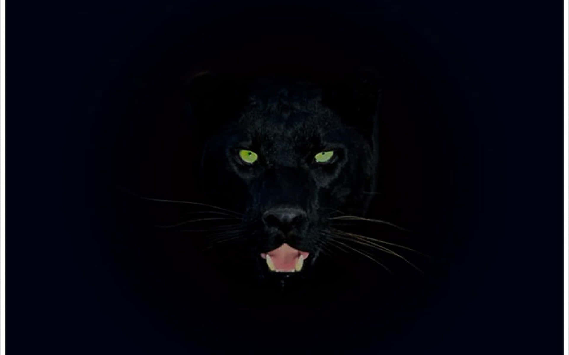 “a Majestic Cool Black Panther Animal” Background