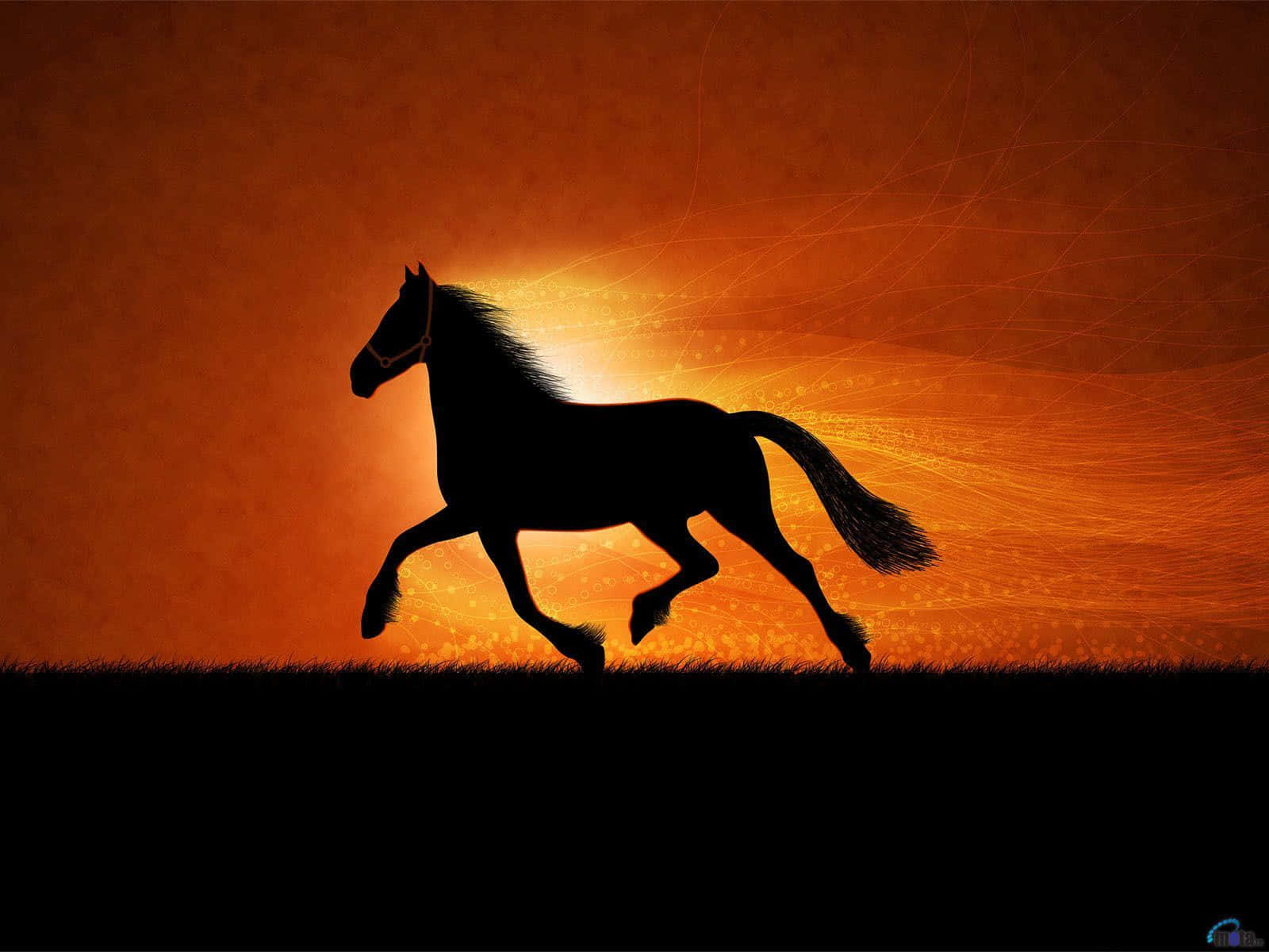 A Majestic Cool Horse Background