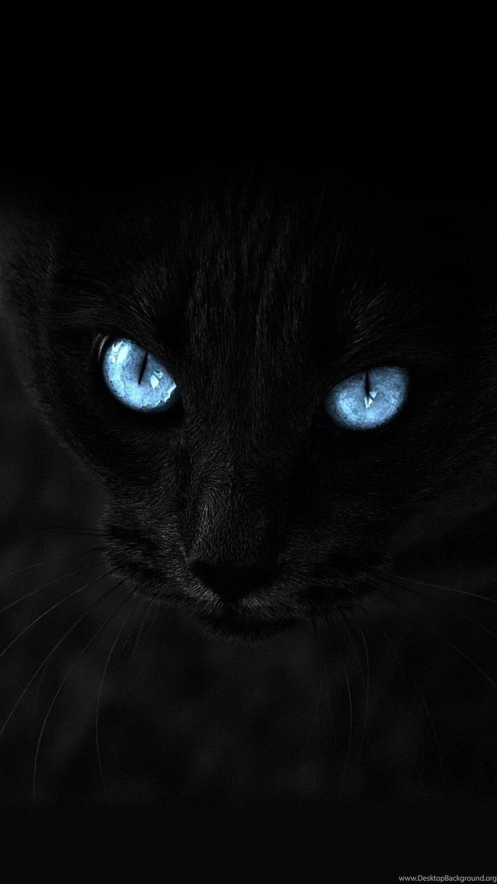 A Majestic Dark Cat With Blue Eyes For Your Iphone. Background