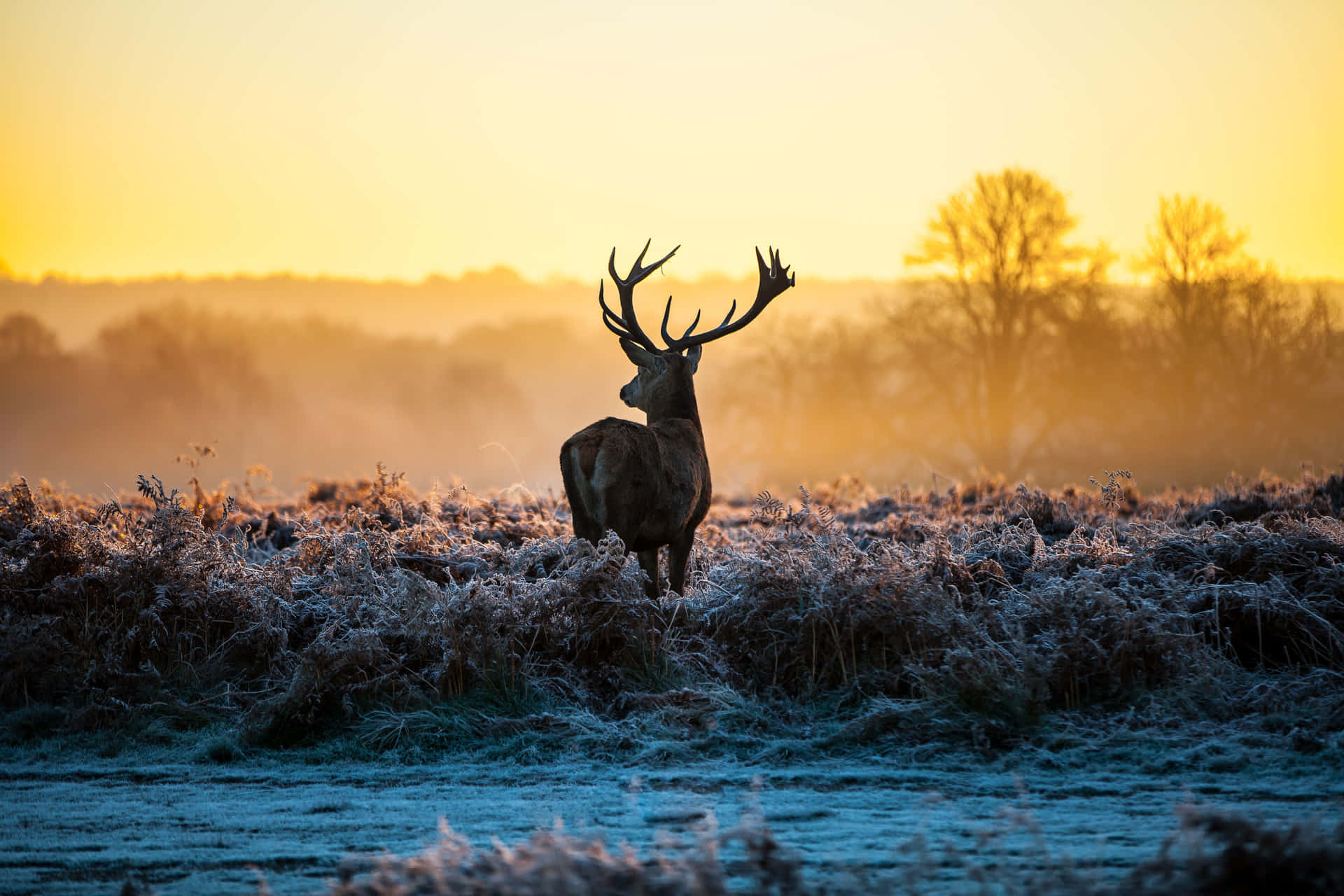 A Majestic Deer Stands In A Beautiful Meadow Background