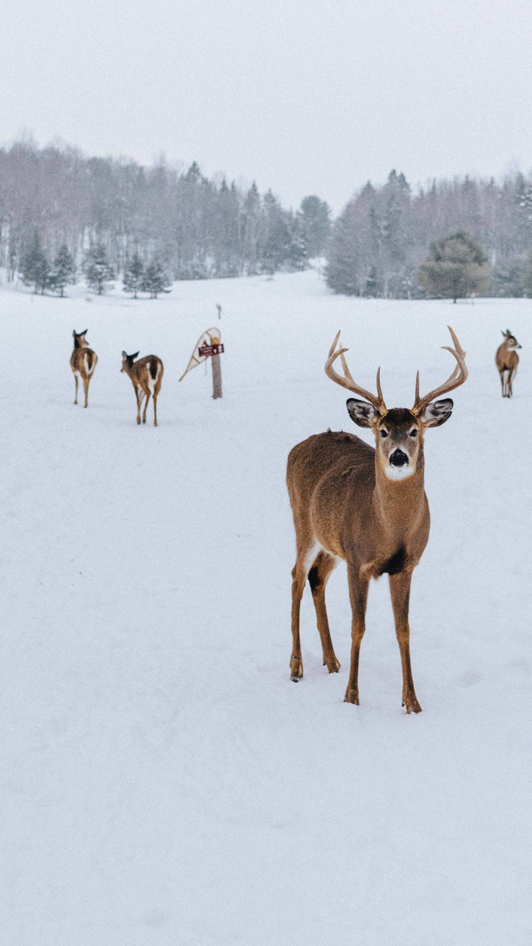 A Majestic Deer Stands In A Peaceful Wooded Oasis. Background