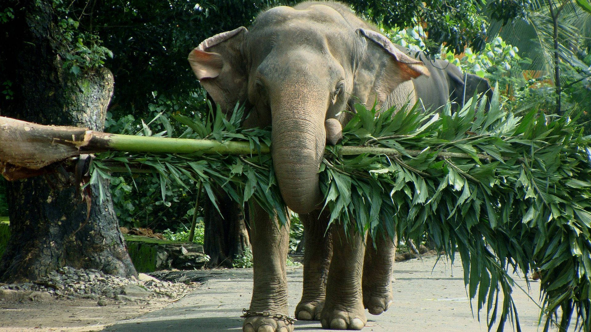 A Majestic Elephant Enjoying A Leisurely Day In The Sun. Background