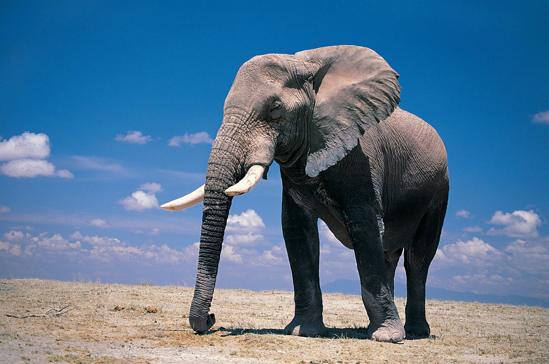 A Majestic Elephant Enjoying The Outdoors Background