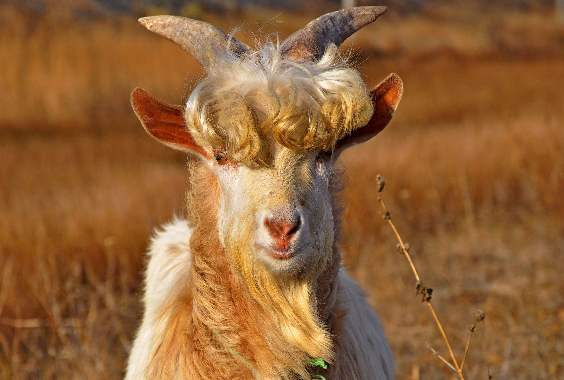 A Majestic Goat With Curly Hair