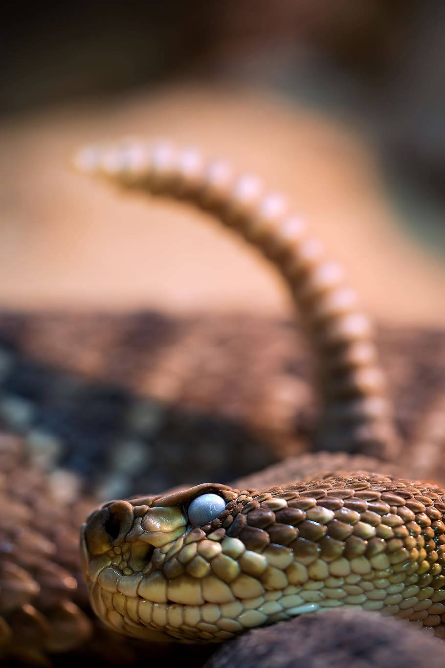 A Majestic Gopher Snake Shedding Its Skin