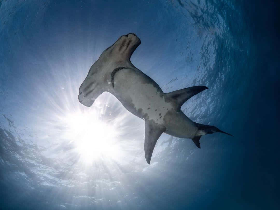 A Majestic Hammerhead Shark Glides Through The Coral Reef Background