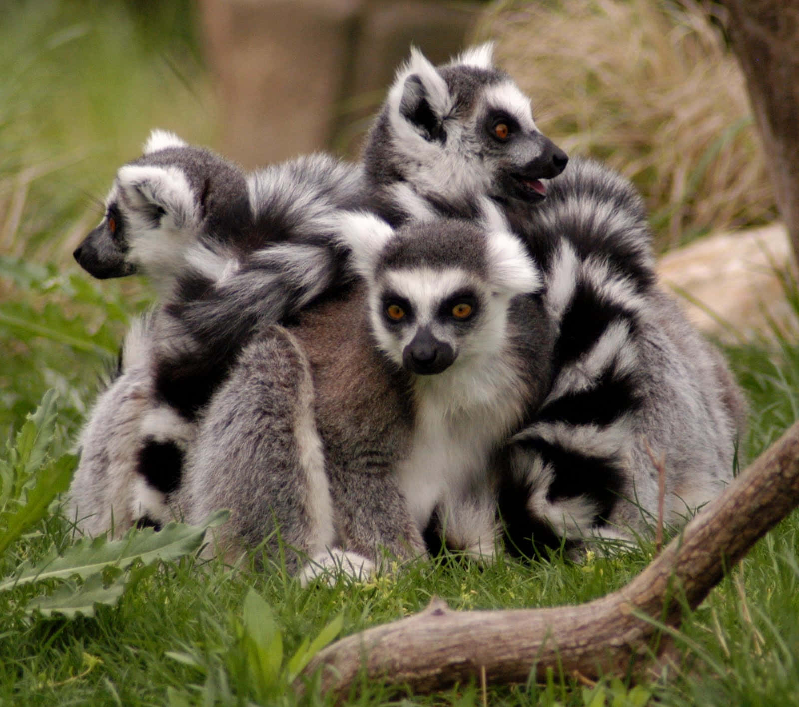 A Majestic Lemur In Its Natural Habitat Background