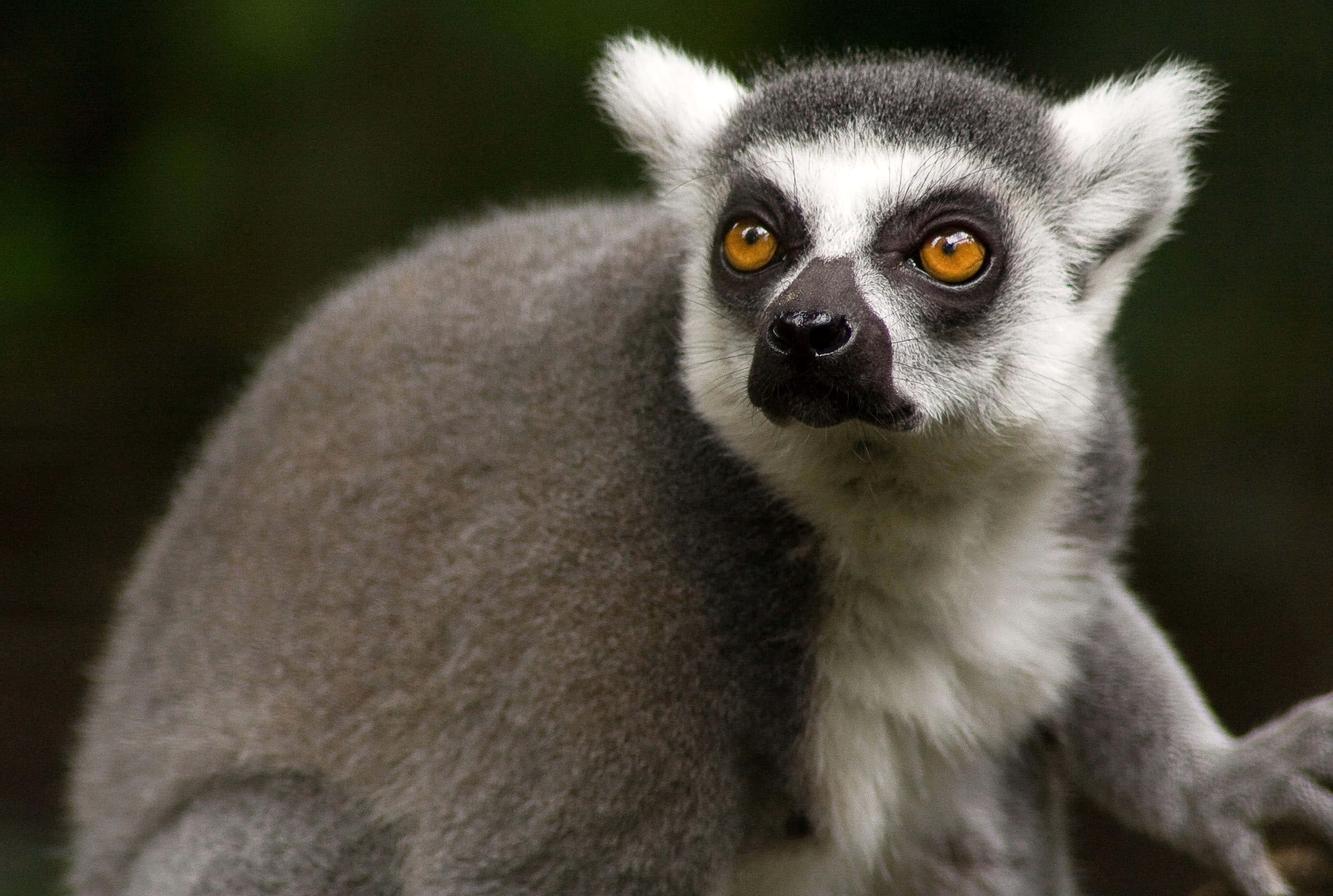 A Majestic Lemur Lounging On A Tree Branch