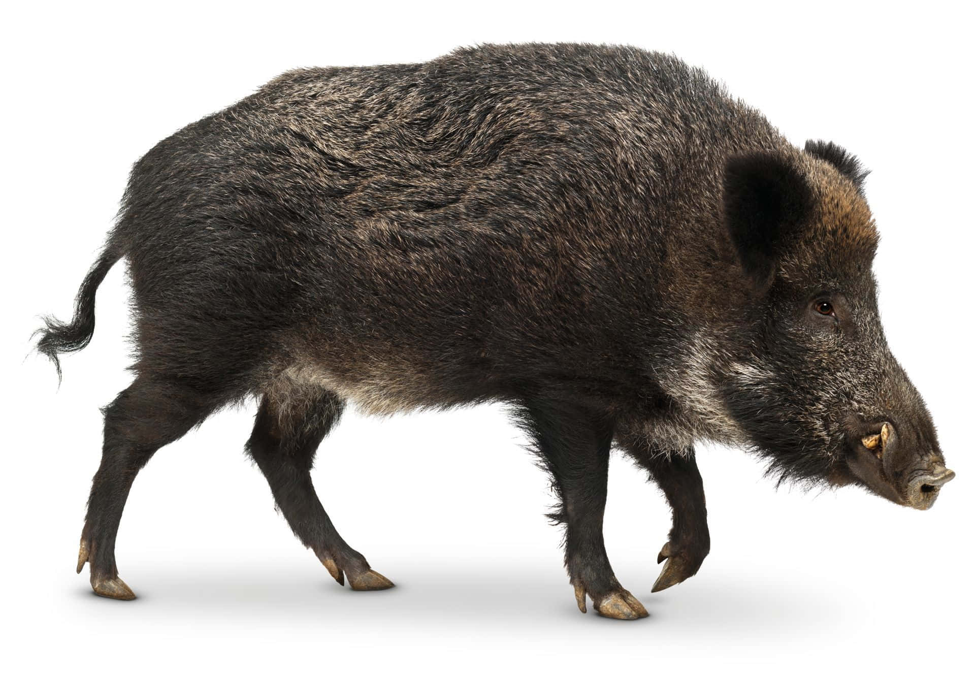 A Majestic Looking Hog Stares Straight Ahead In Its Natural Habitat Background