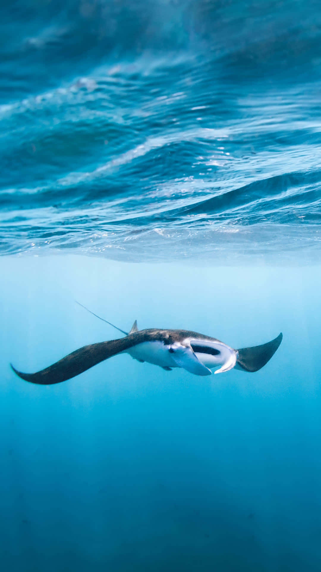 A Majestic Manta Ray Gliding Through The Serene Deep Blue Sea Background