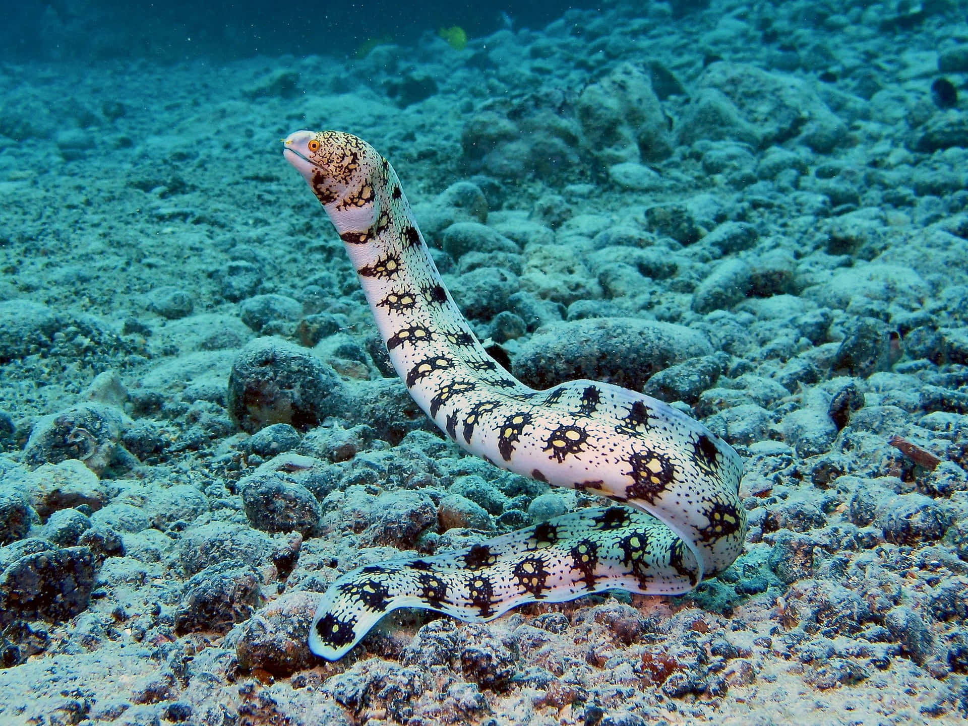 A Majestic Moray Eel In Its Natural Habitat Background