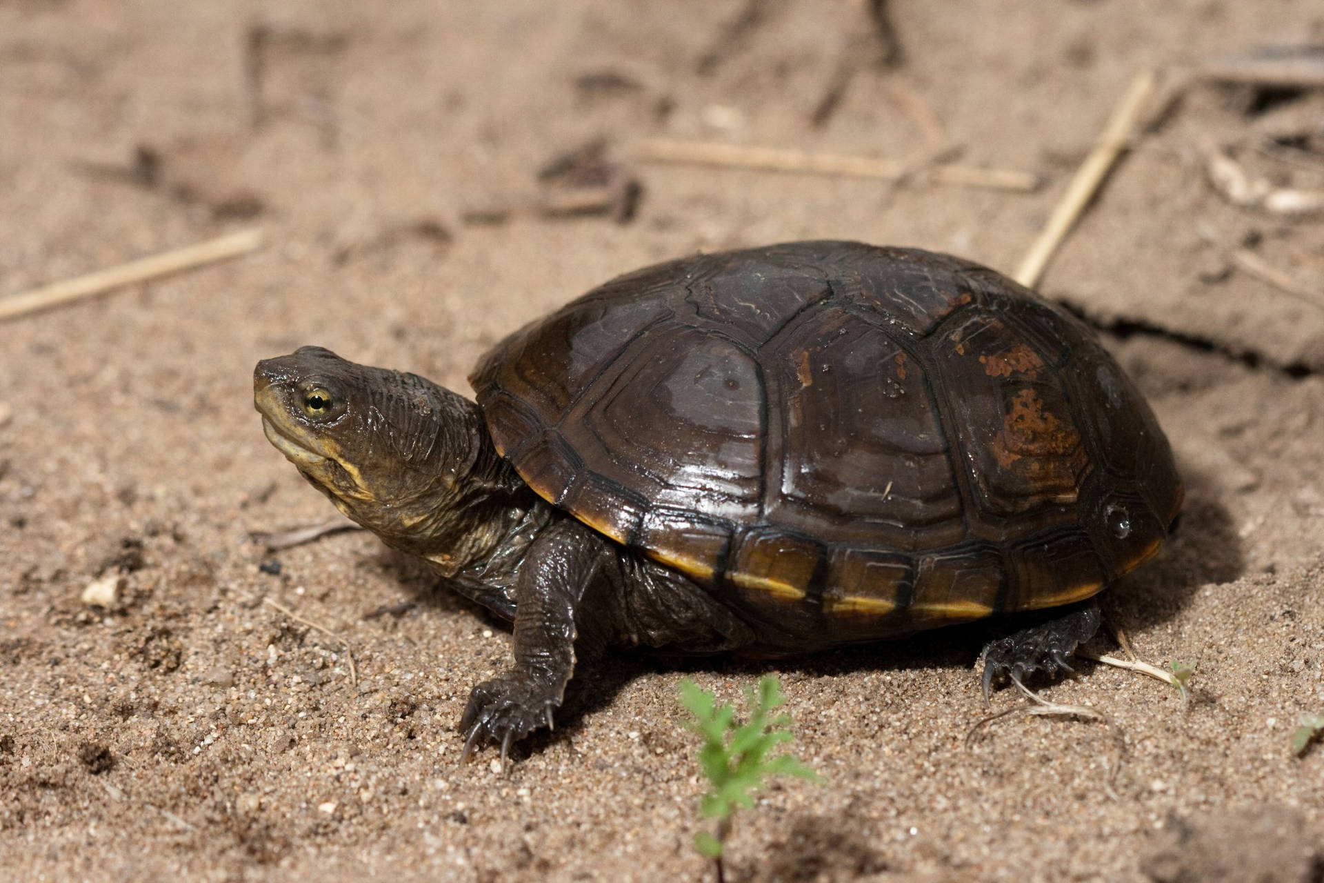 A Majestic Mud Turtle Crawling On The Sand