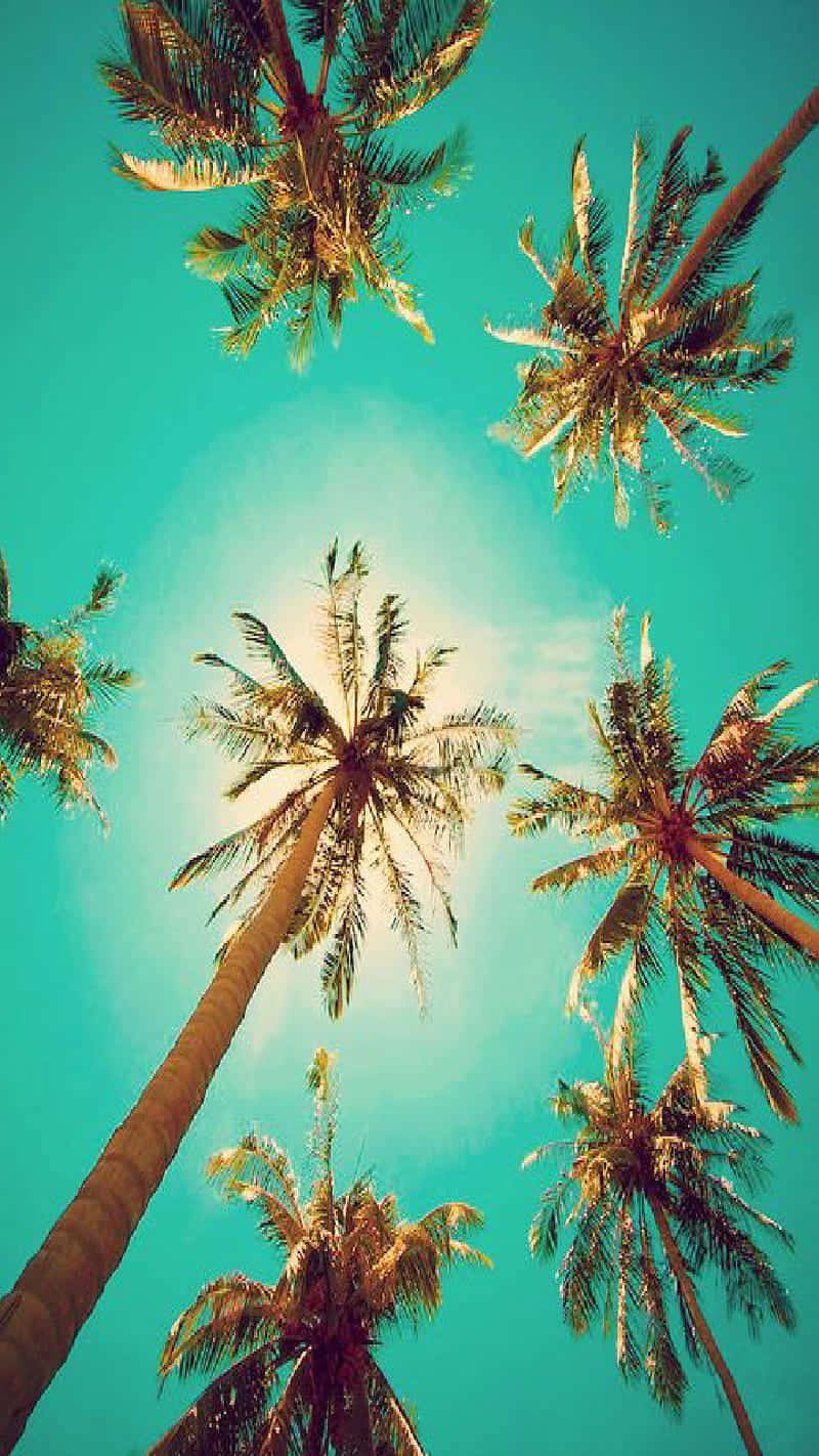A Majestic Palm Tree Off A Sandy Beach Background