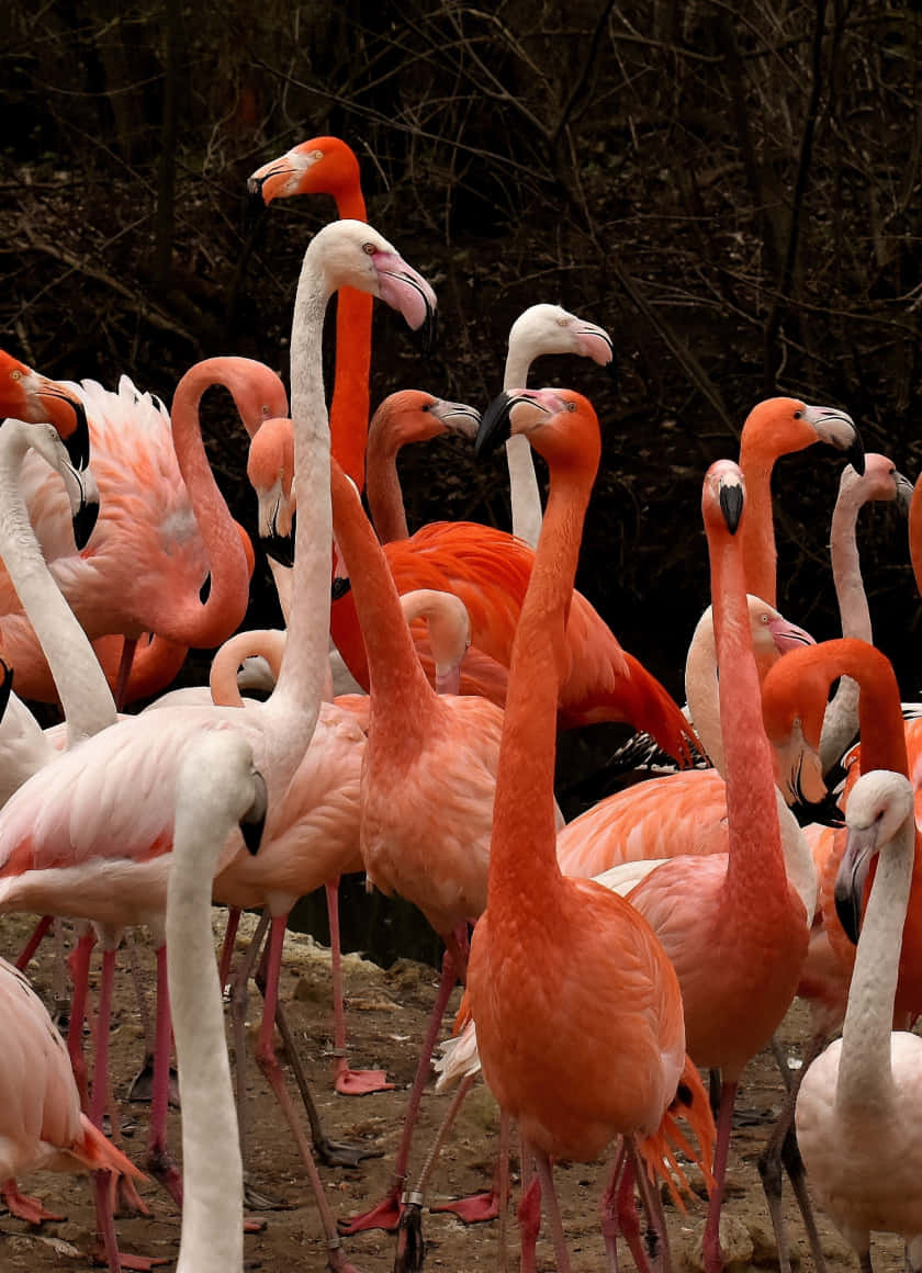 A Majestic Pink Flamingo Stands Tall In The Sun Background