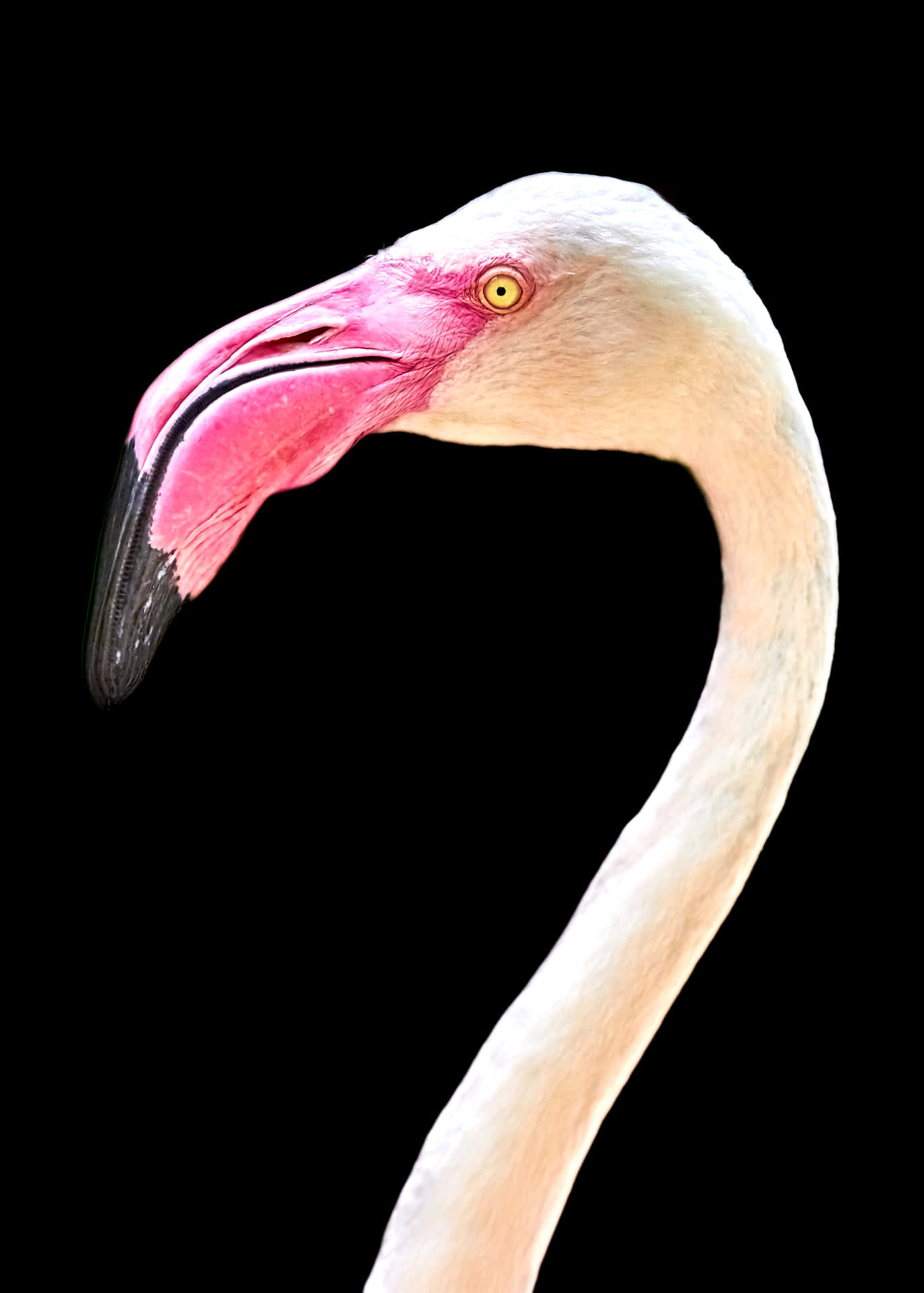 A Majestic Pink Flamingo Stands Tall With An Iphone In The Foreground. Background