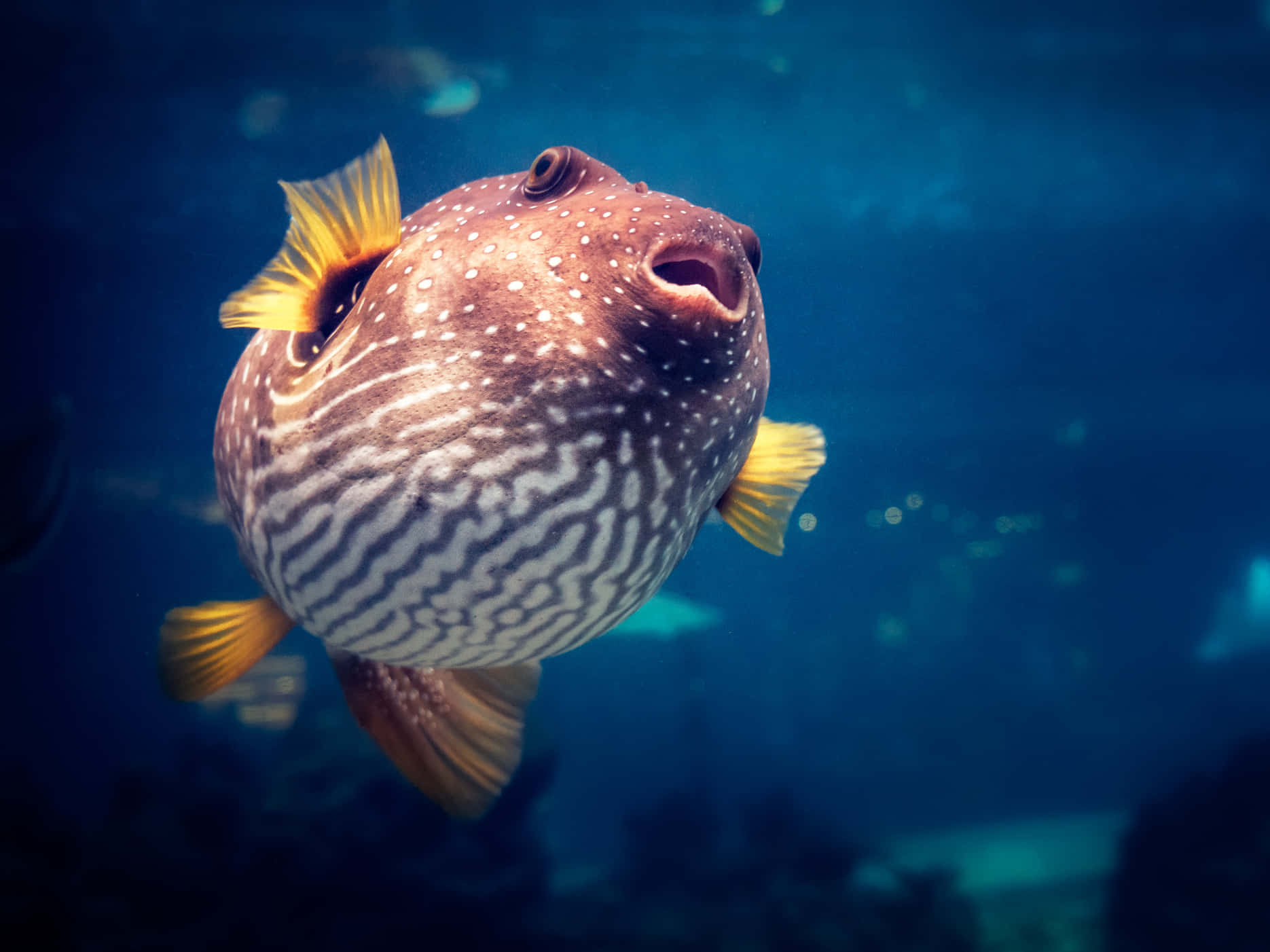 A Majestic Pufferfish Underwater Background