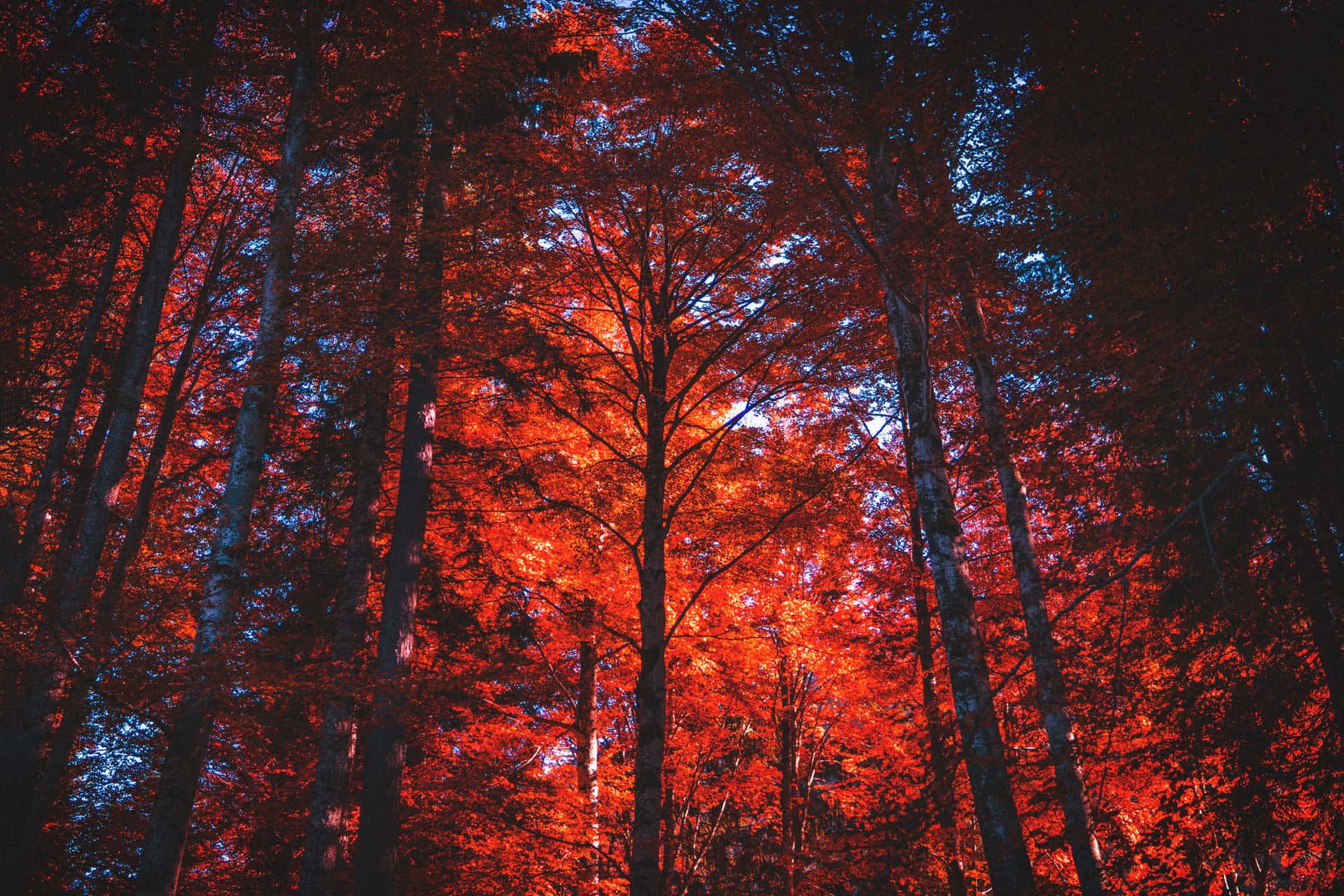 A Majestic Red Forest Awaits Exploration. Background
