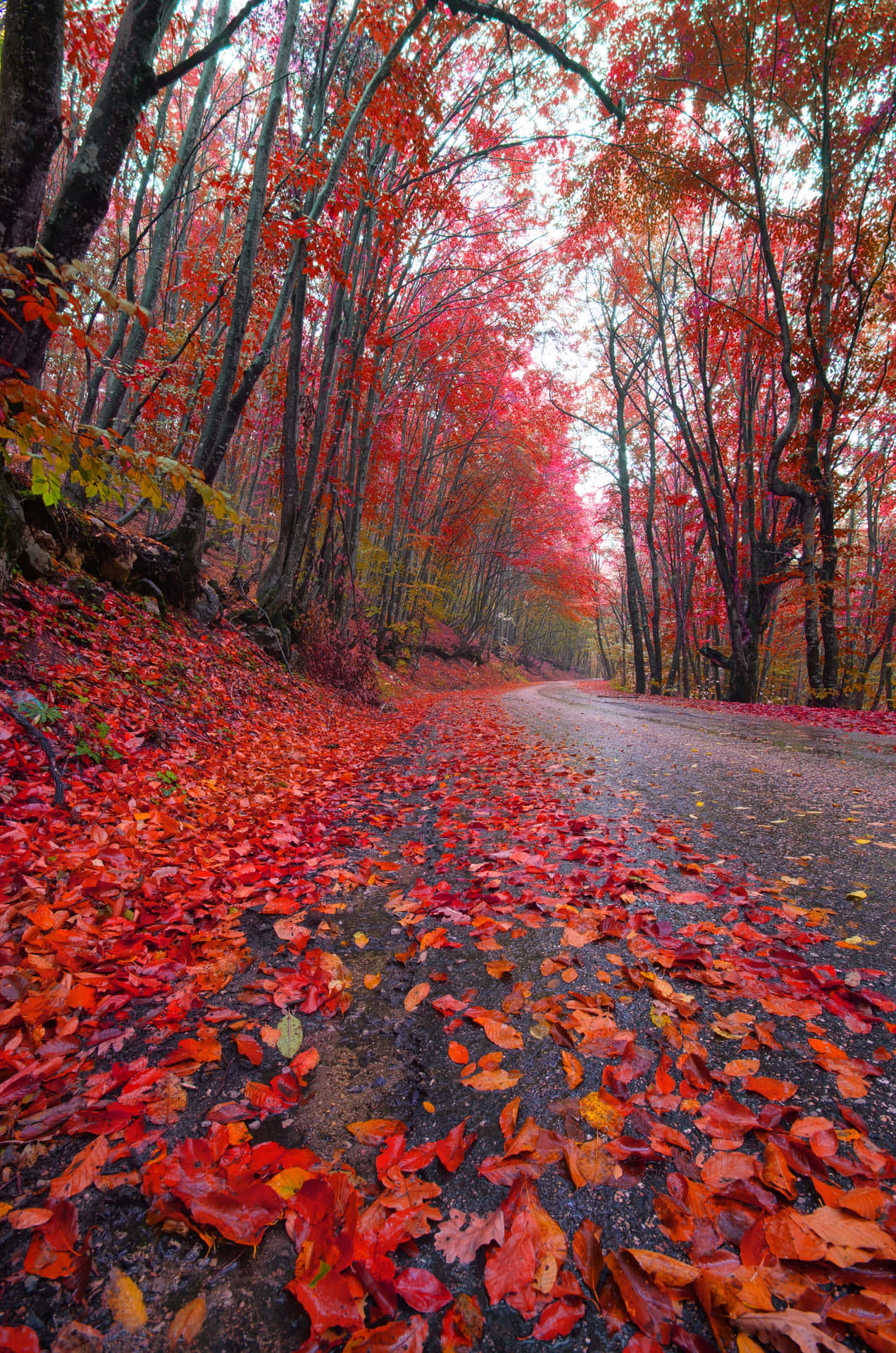 A Majestic Red Tree In A Beautiful Landscape Background