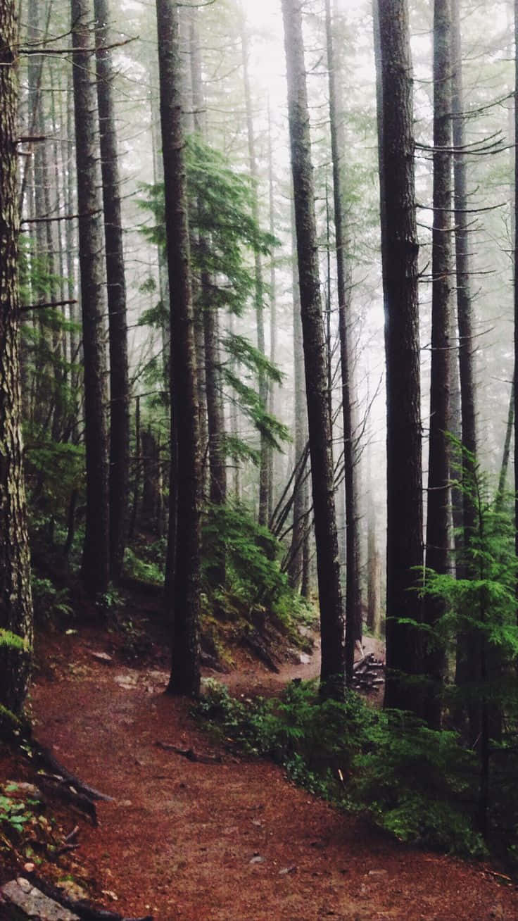 A Majestic Scene Of Trees Shrouded In Fog Background