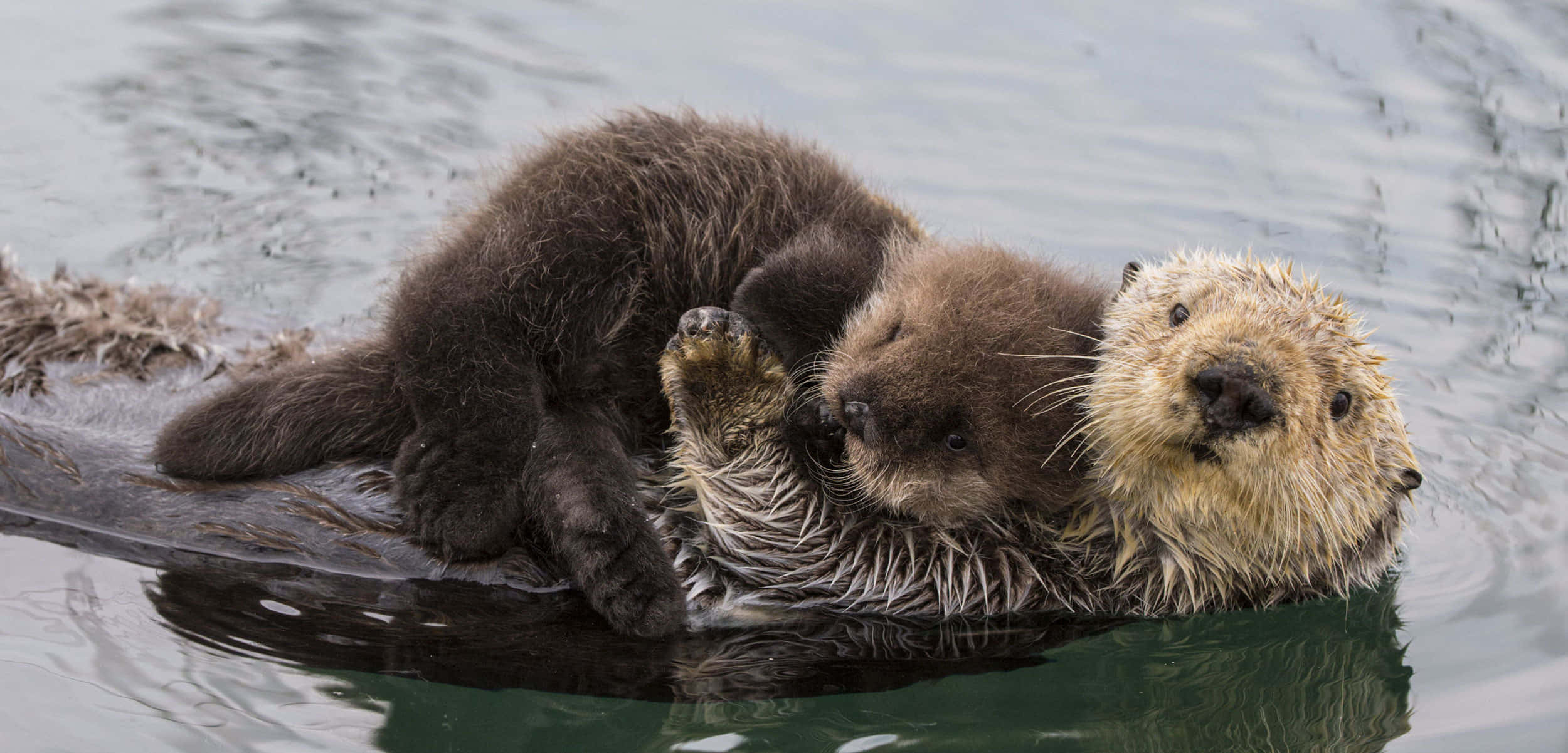 A Majestic Sea Otter Basking In The Pristine Ocean Waters Background