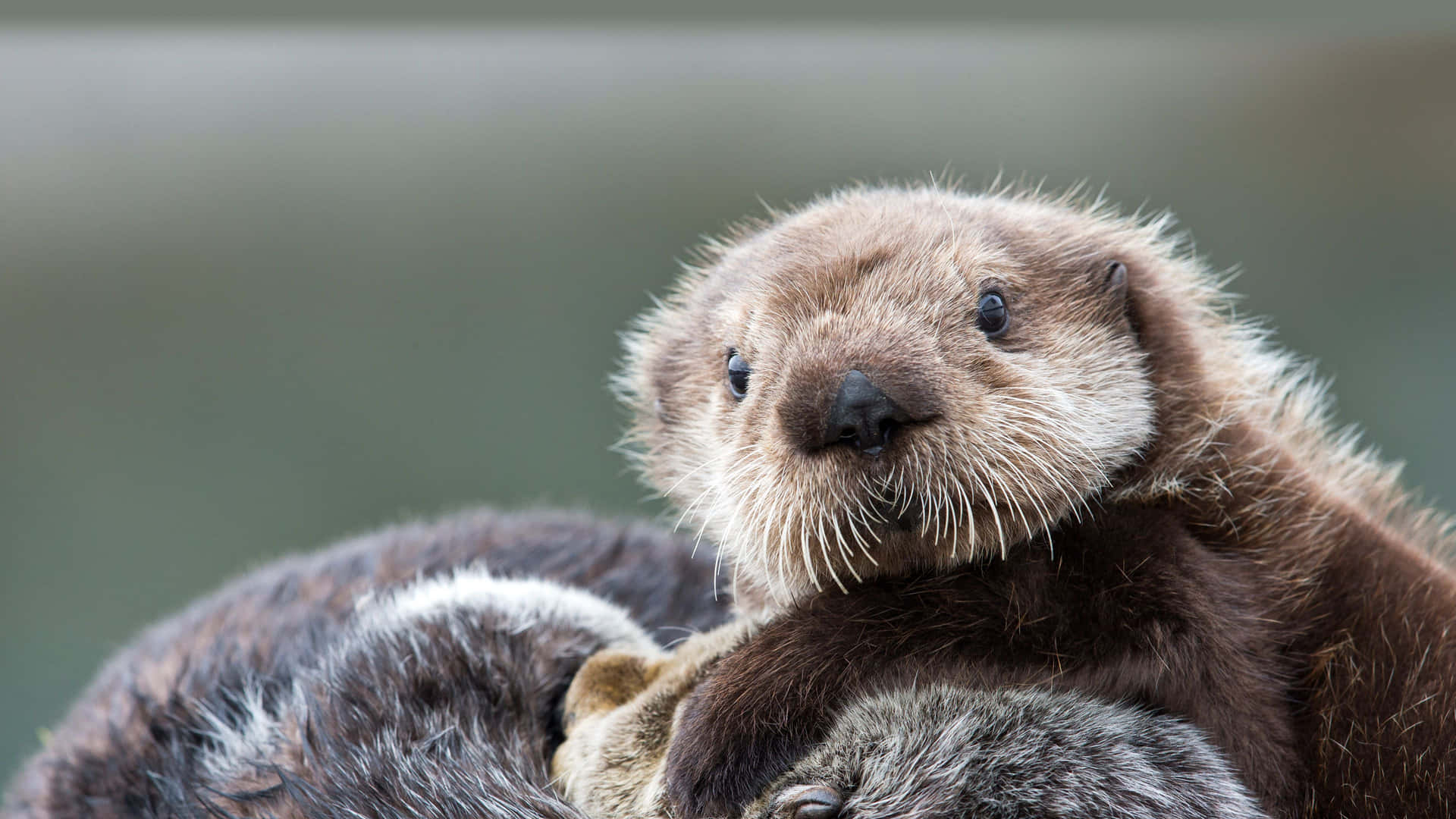 A Majestic Sea Otter In Its Natural Habitat Background