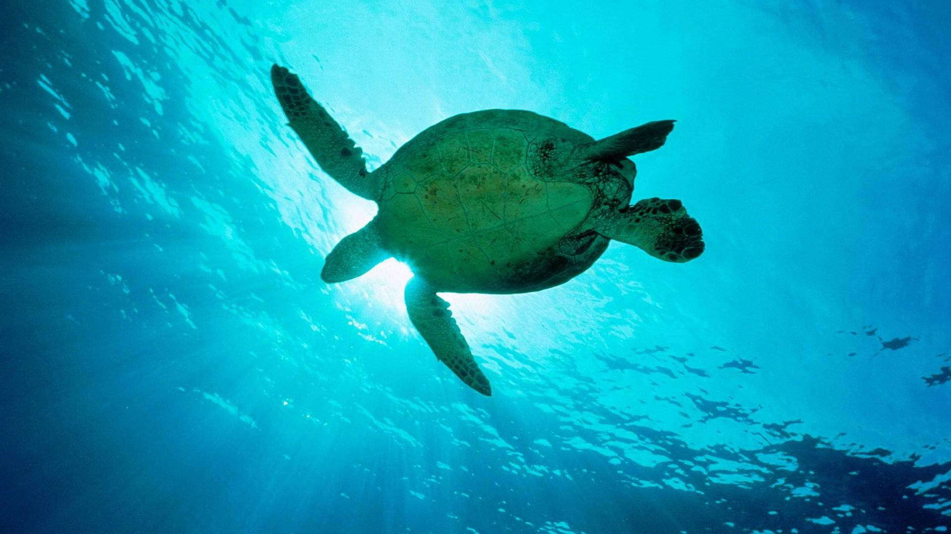 A Majestic Sea Turtle Gliding In The Deep Blue Ocean Background