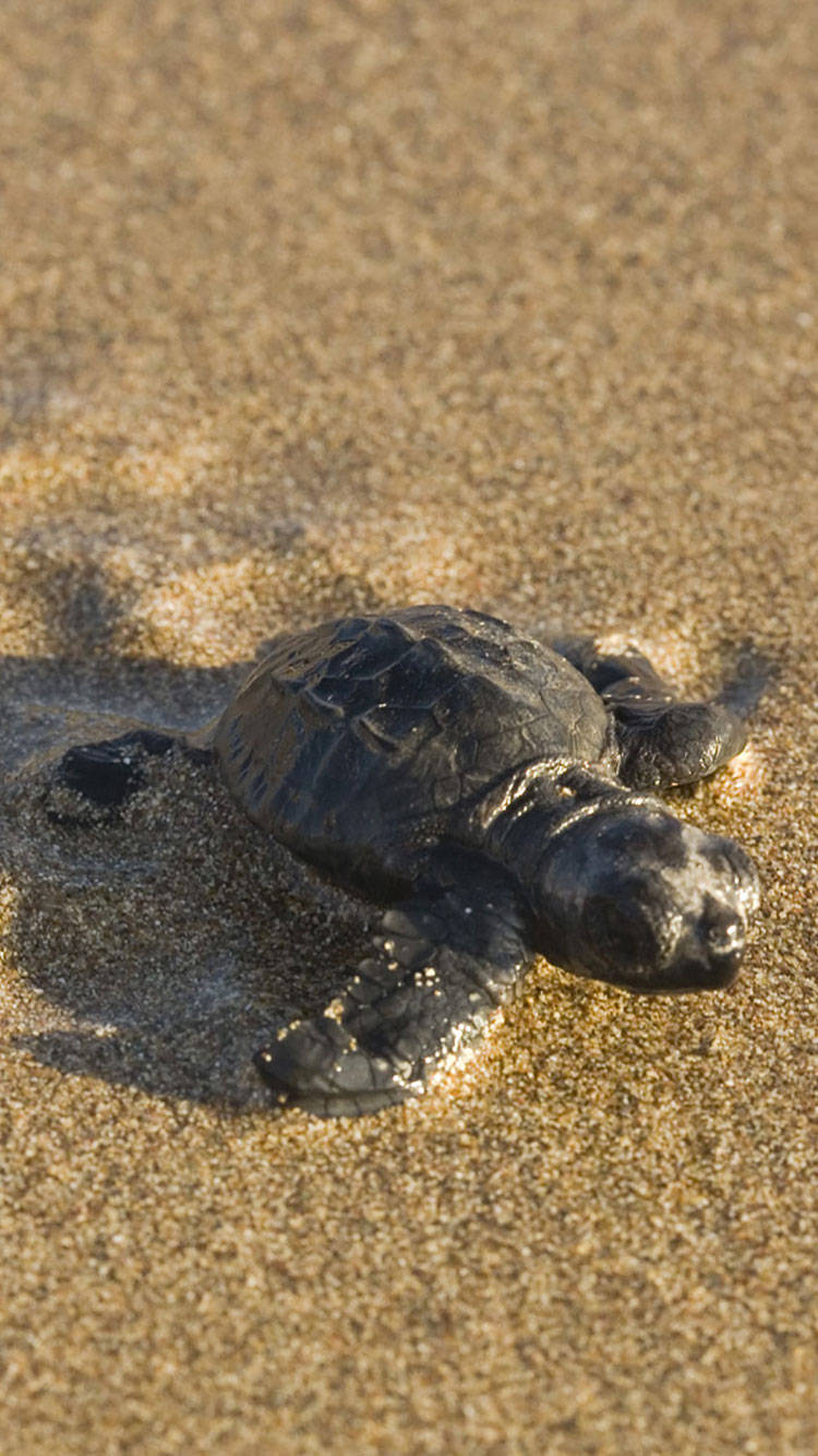 A Majestic Sea Turtle Swims Through The Crystal Clear Ocean Waters. Background