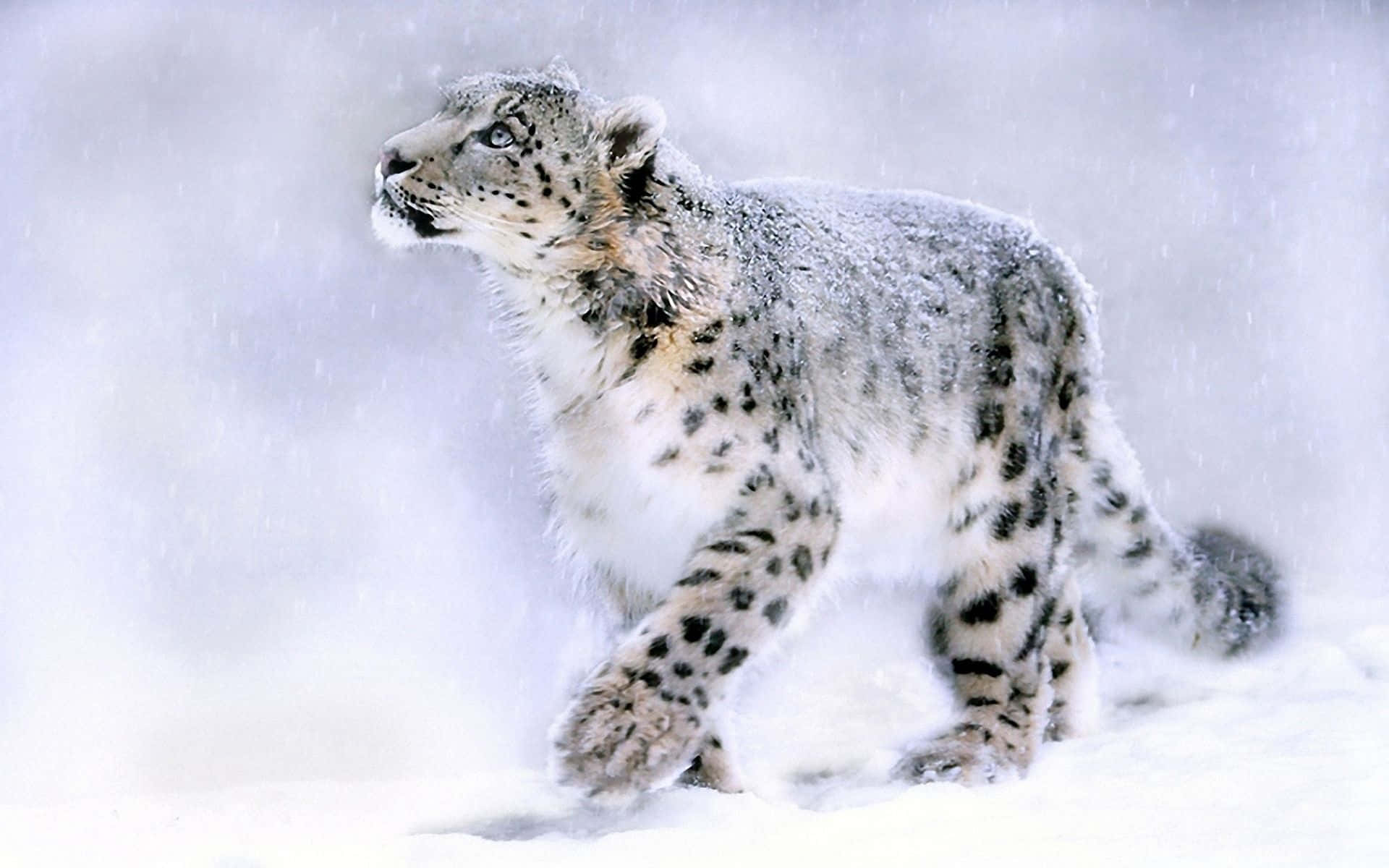 A Majestic Snow Leopard Resting On A Rocky Outcropping. Background