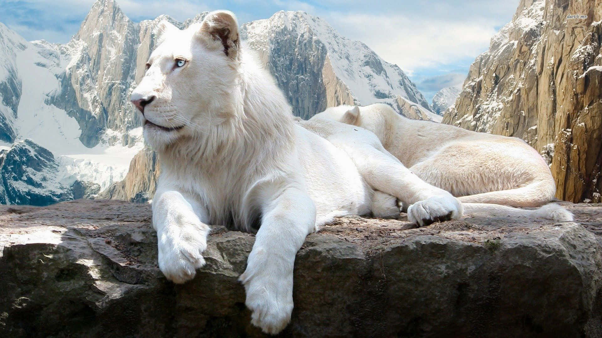 A Majestic Snow Leopard Stalks The Alpine Landscape Background