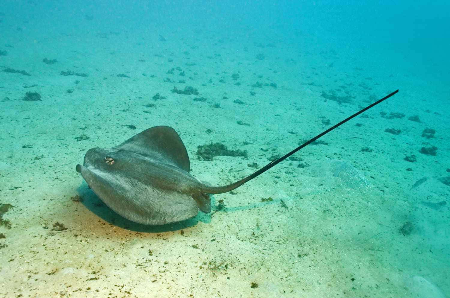 A Majestic Stingray Swimming Serenely Through Aquatic Depths Background