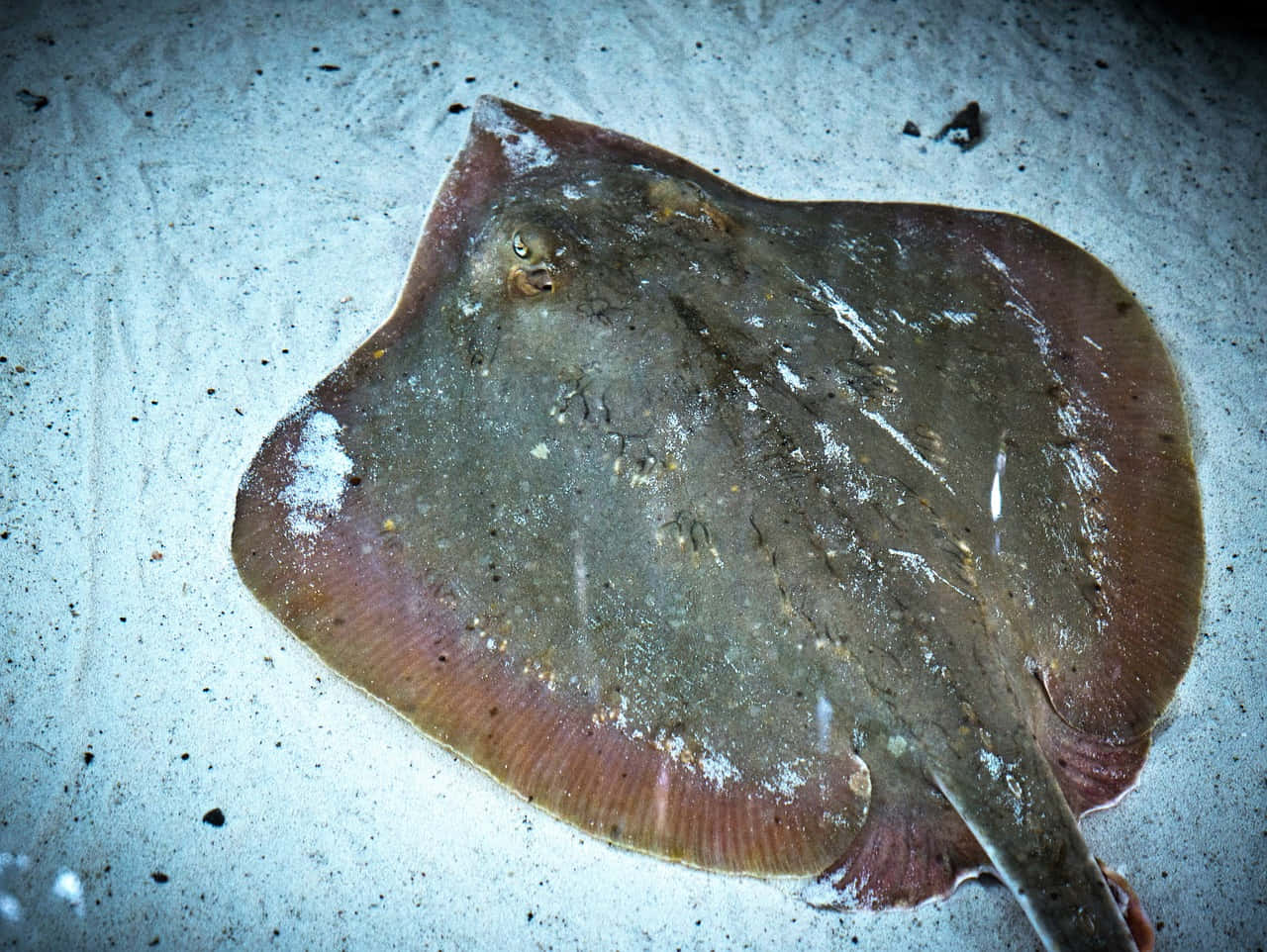 A Majestic Stingray Swimming Through Clear Waters Background