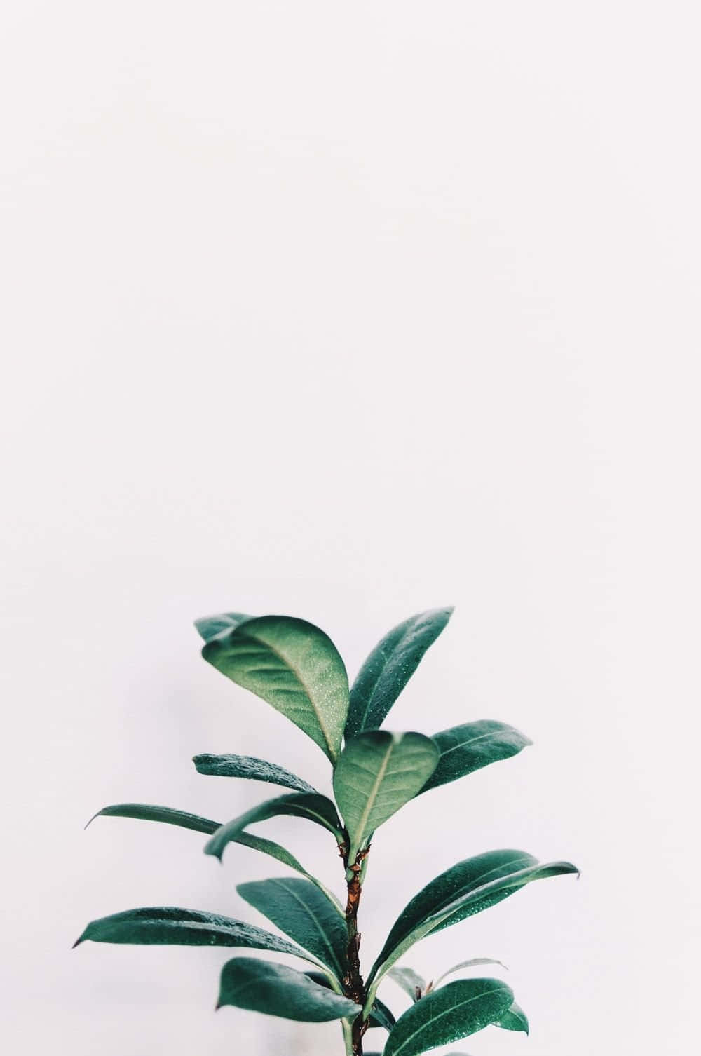 A Majestic Succulent Plant With A Gorgeous Aesthetic Background