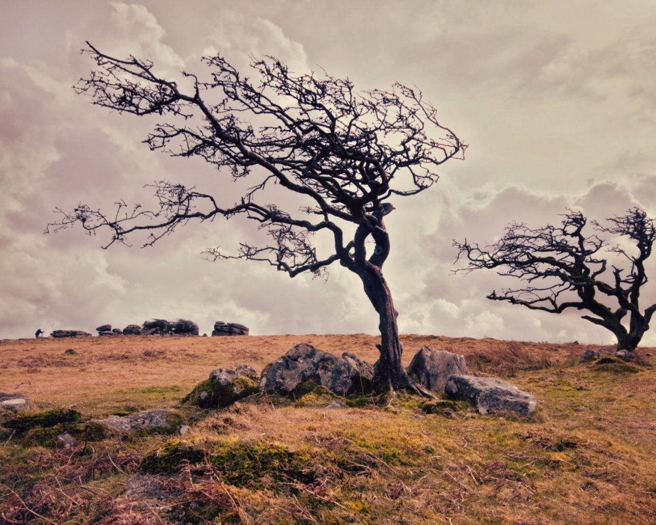 A Majestic Tree Withstands A Windy Day