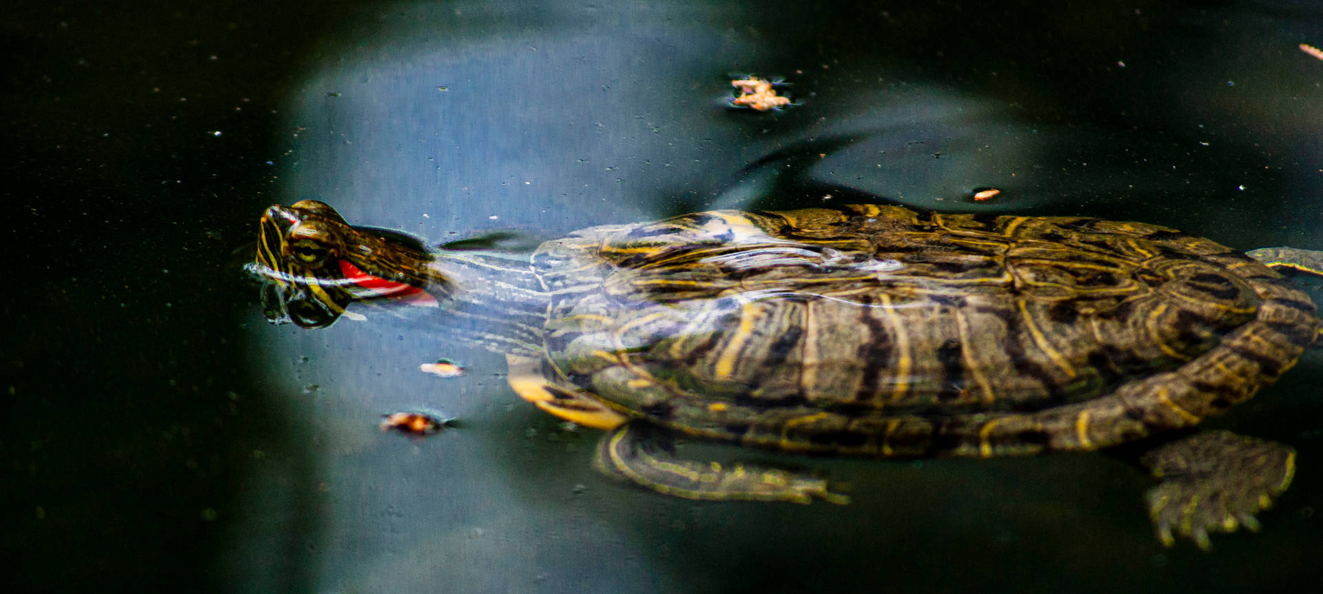 A Majestic Water Turtle Swimming Peacefully In The Pond Background