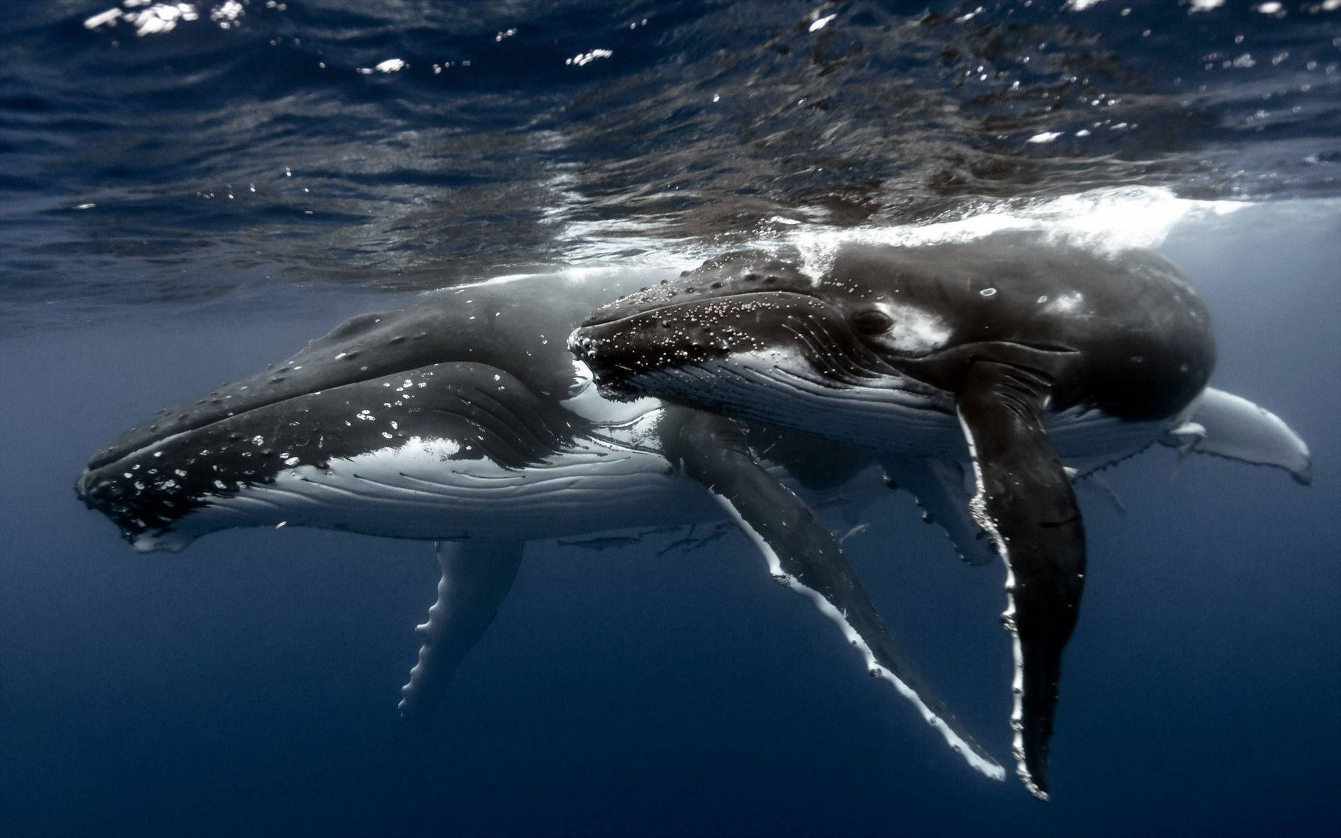 A Majestic Whale Breaching The Ocean Surface Background