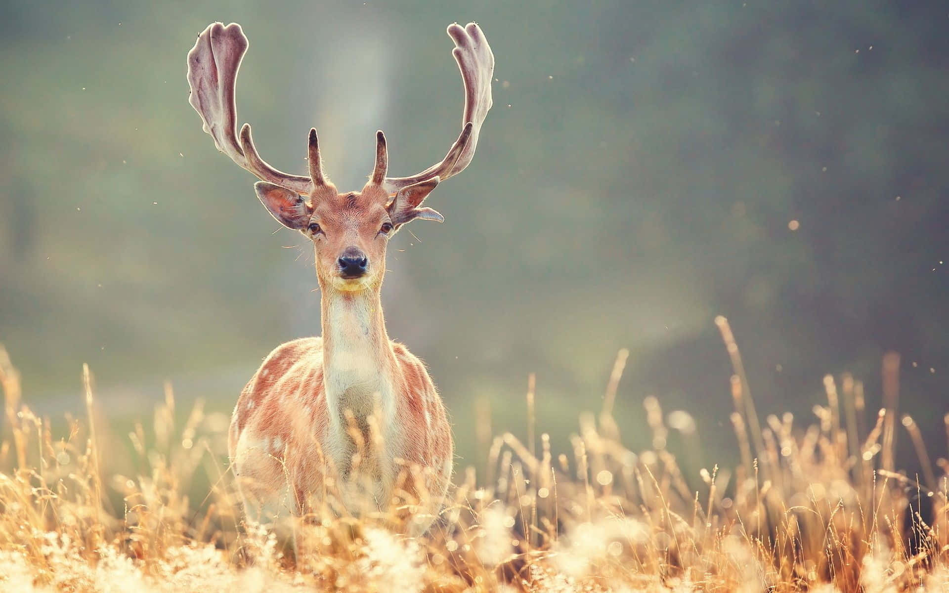 A Majestic White-tailed Deer In A Tranquil Forest Background