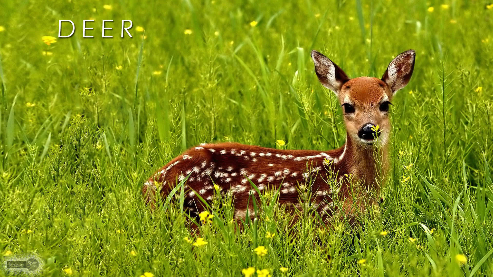 A Majestic White-tailed Deer Stands By A Riverbank In A Beautiful Autumn Scene. Background