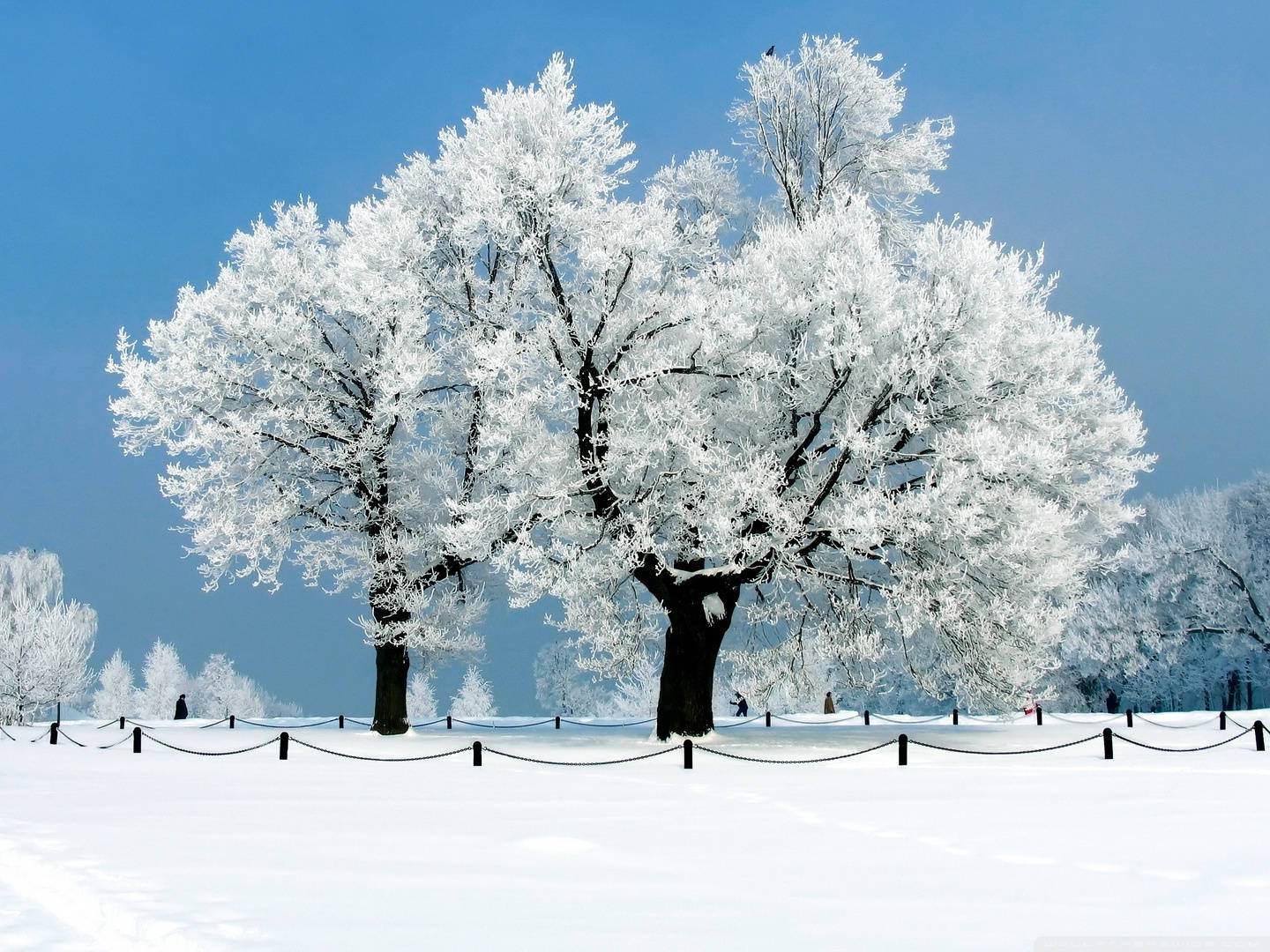 A Majestic White Tree Standing Tall In A Tranquil Field Background