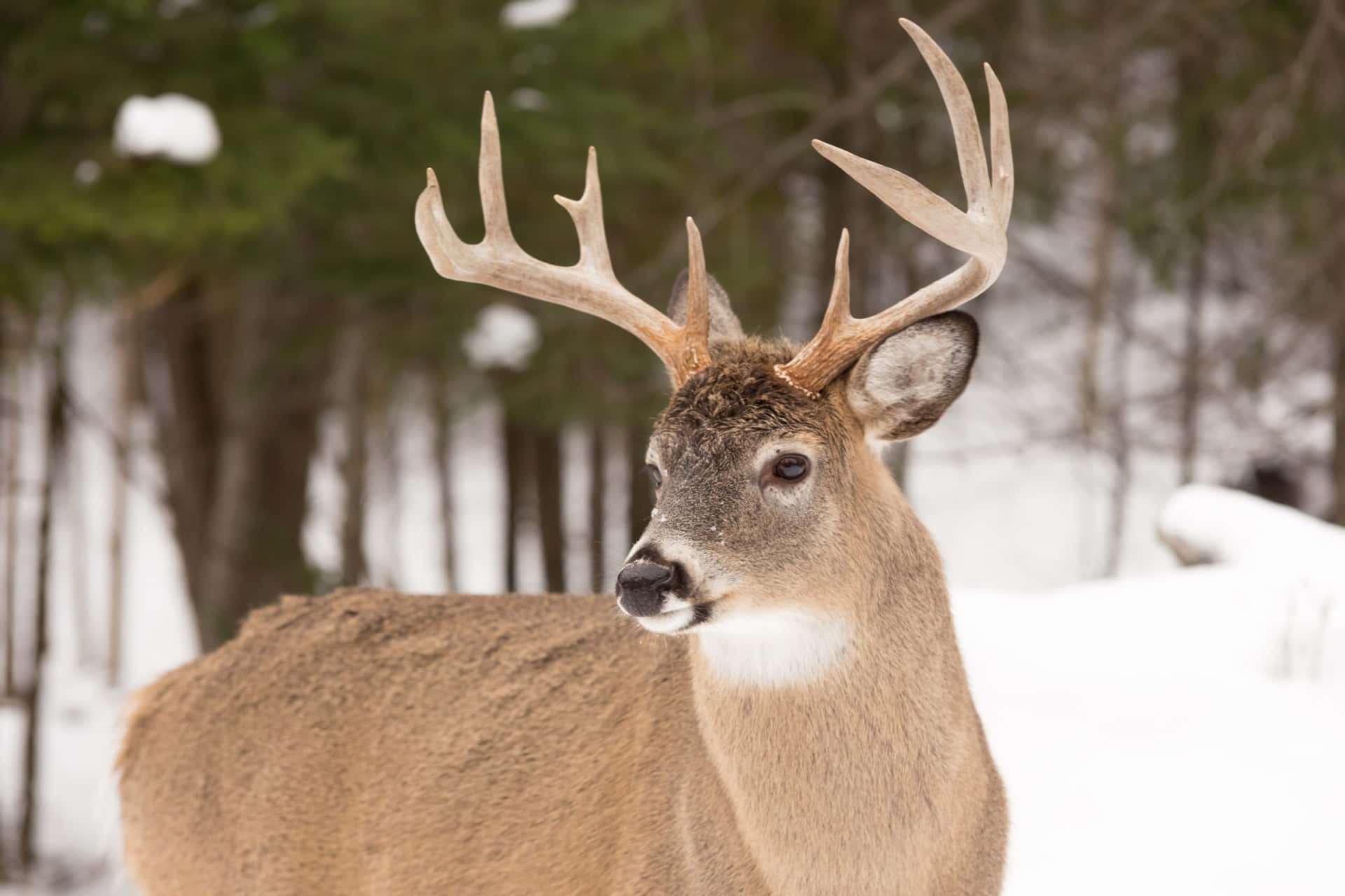 A Majestic Whitetail Deer Standing In A Meadow Background