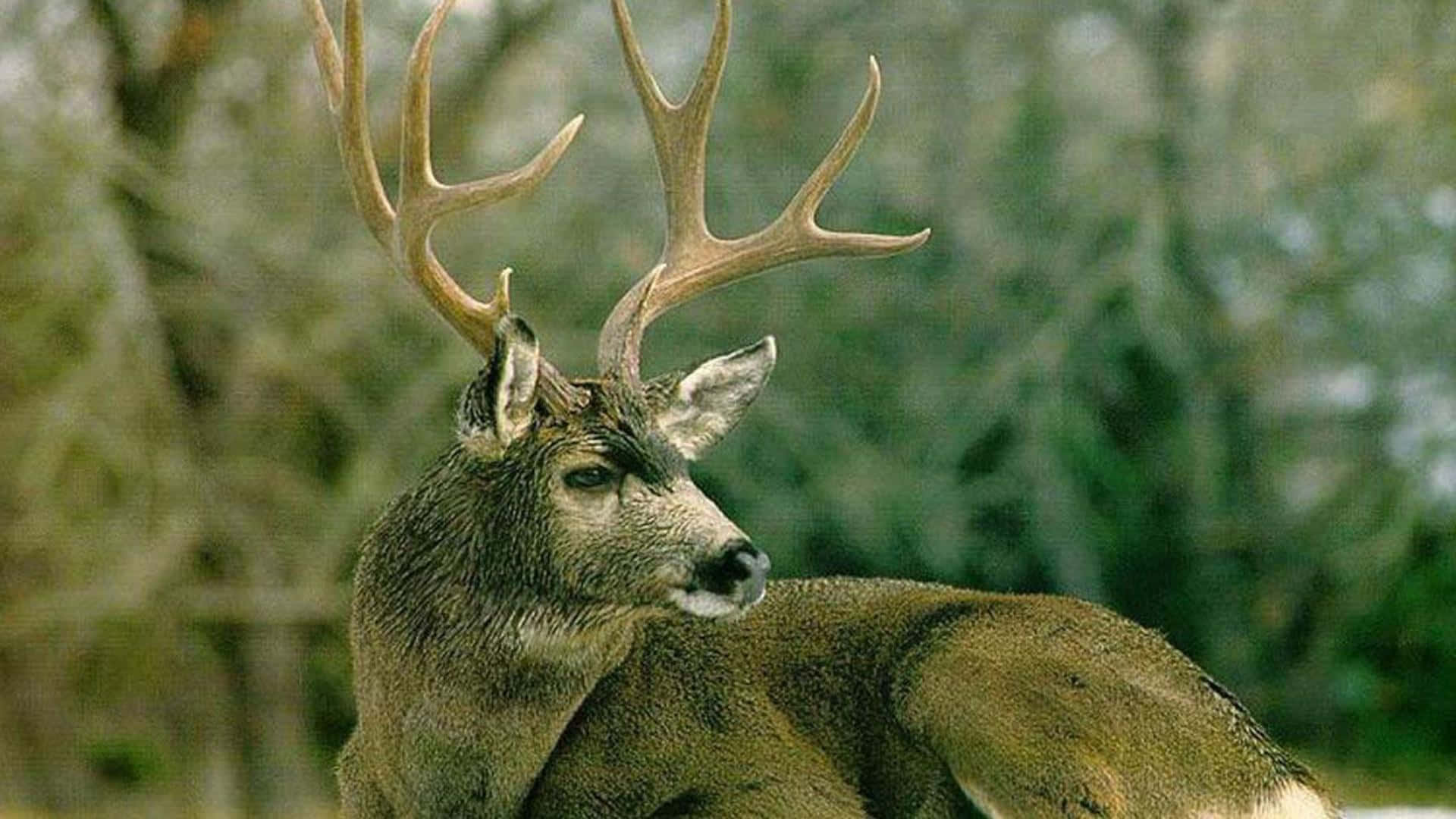 A Majestic Whitetail Deer Standing In The Forest Background