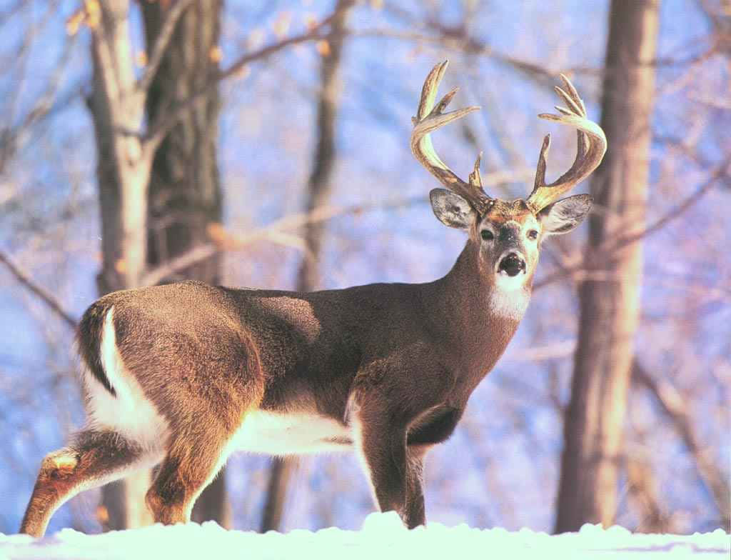 A Majestic Whitetail Deer Stands In The Forest Background