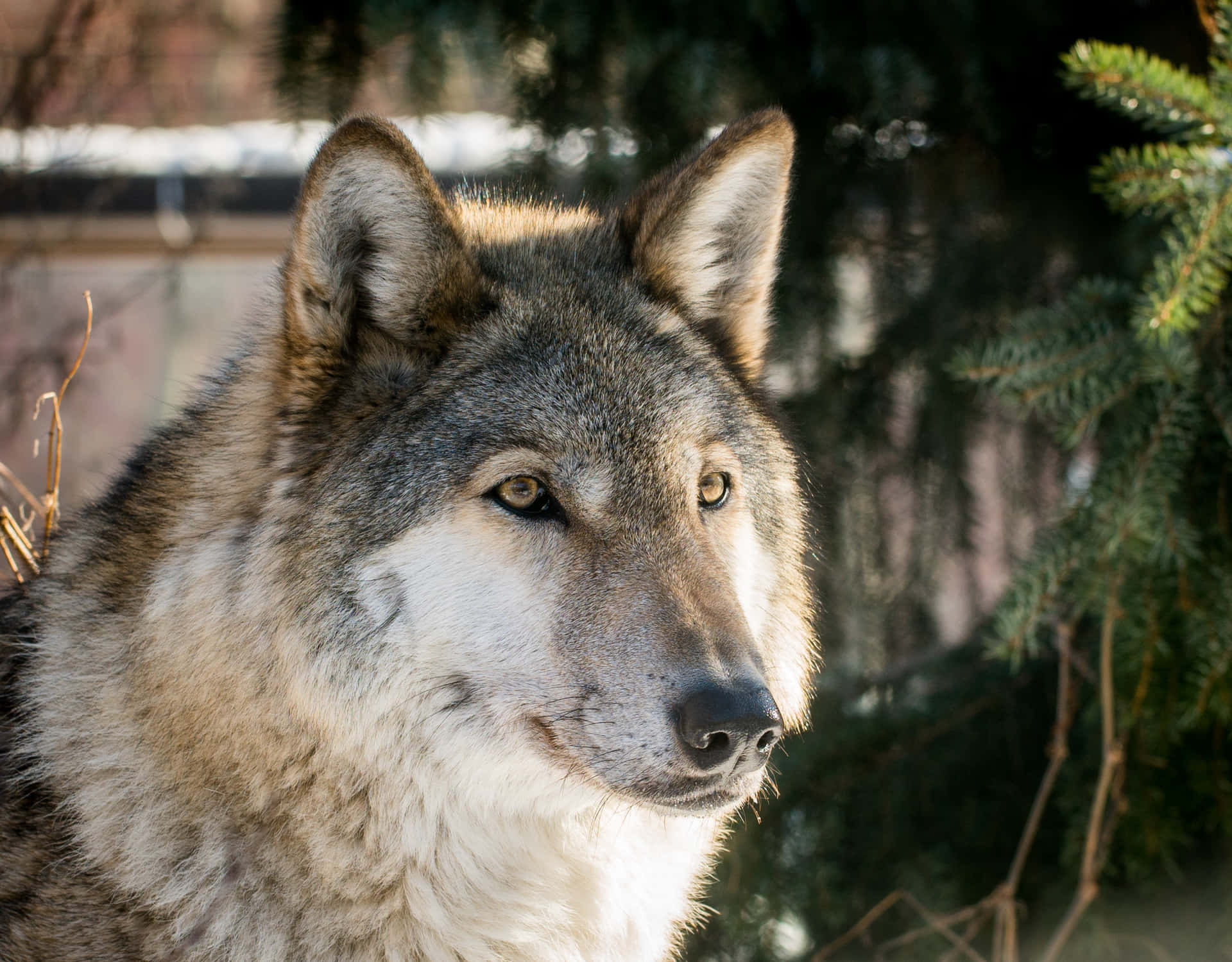 A Majestic Wolf Standing Calmly In A Sea Of Green Grass Background