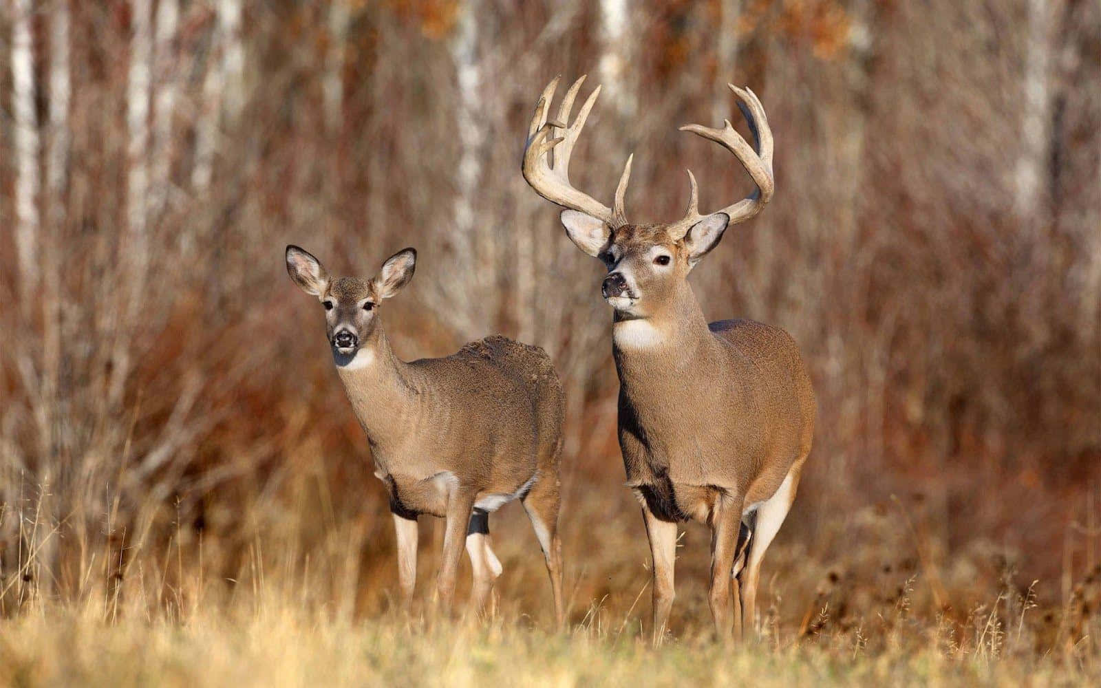 A Male Deer Grazing In The Meadow