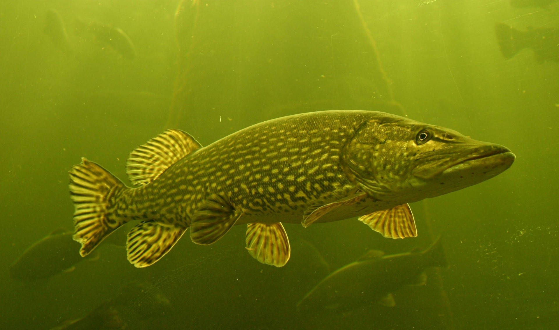 A Man Experiencing The Joy Of Bass Fishing Background