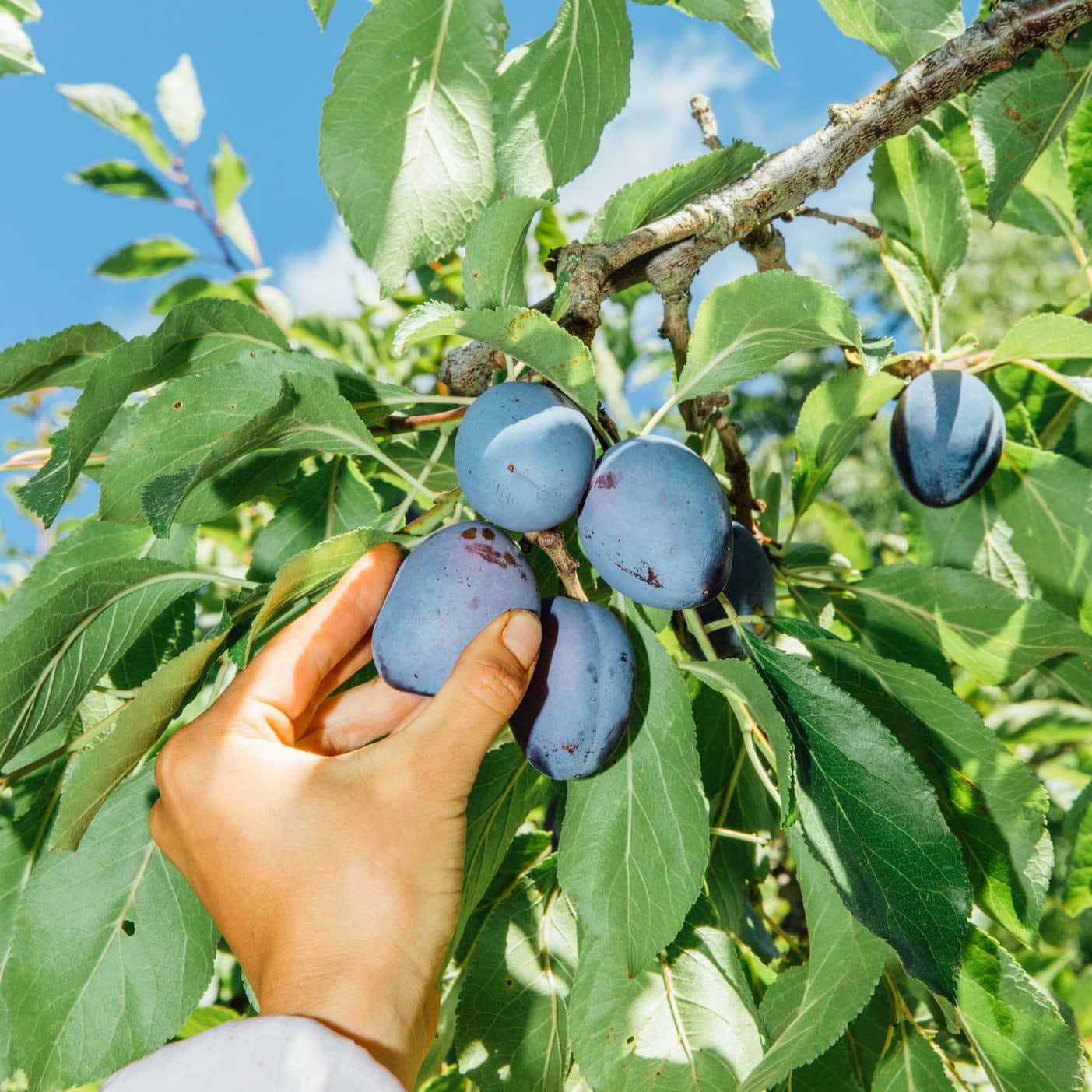A Man Harvesting Damson Plums
