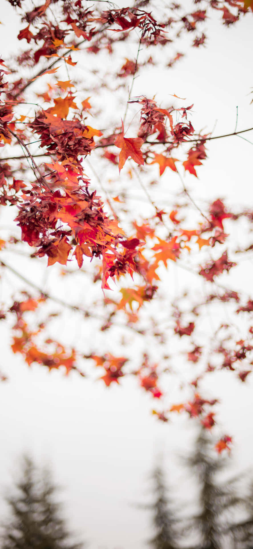 A Man Is Riding A Bike In The Fall Background