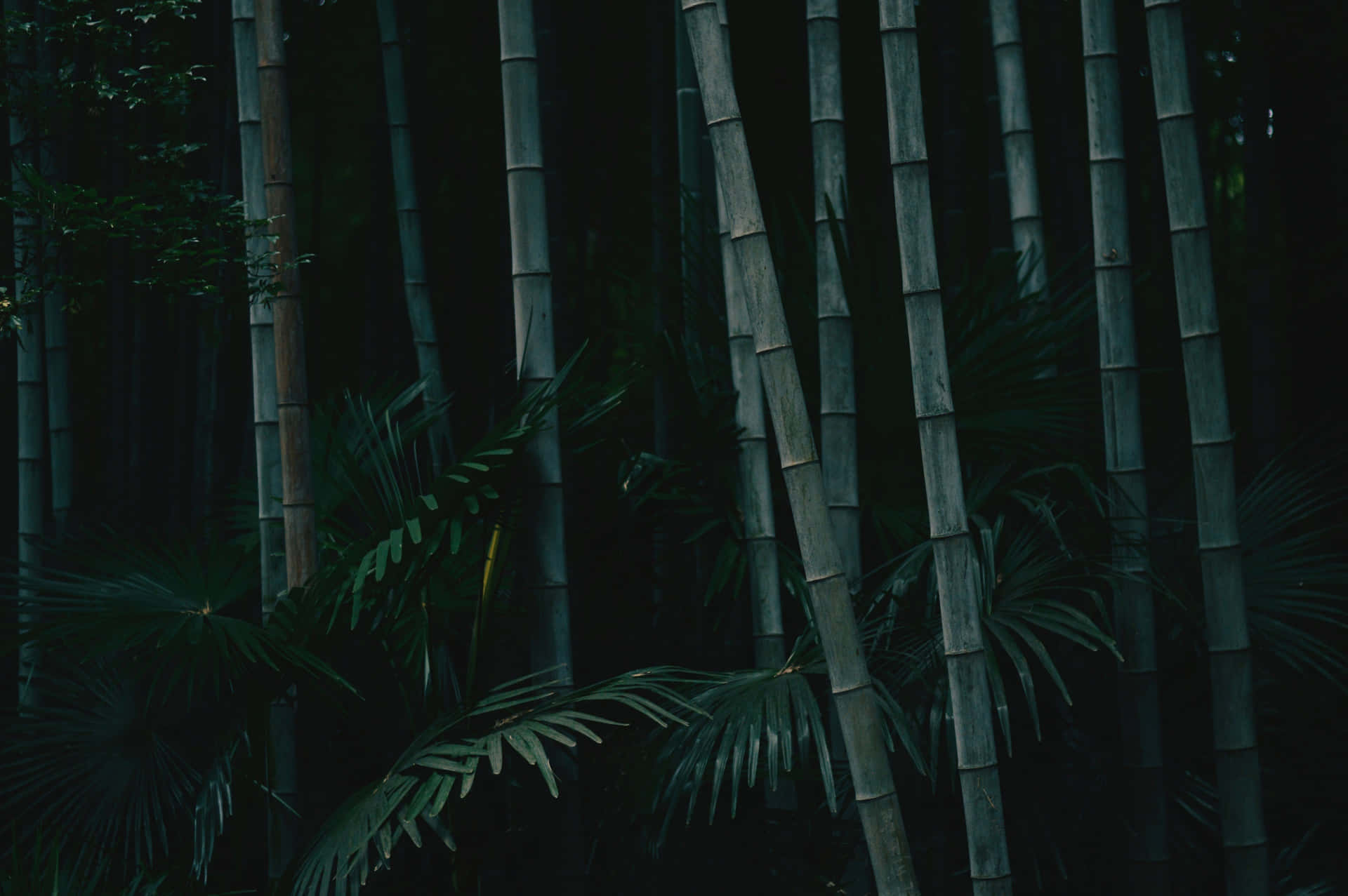 A Man Is Sitting In A Bamboo Forest Background