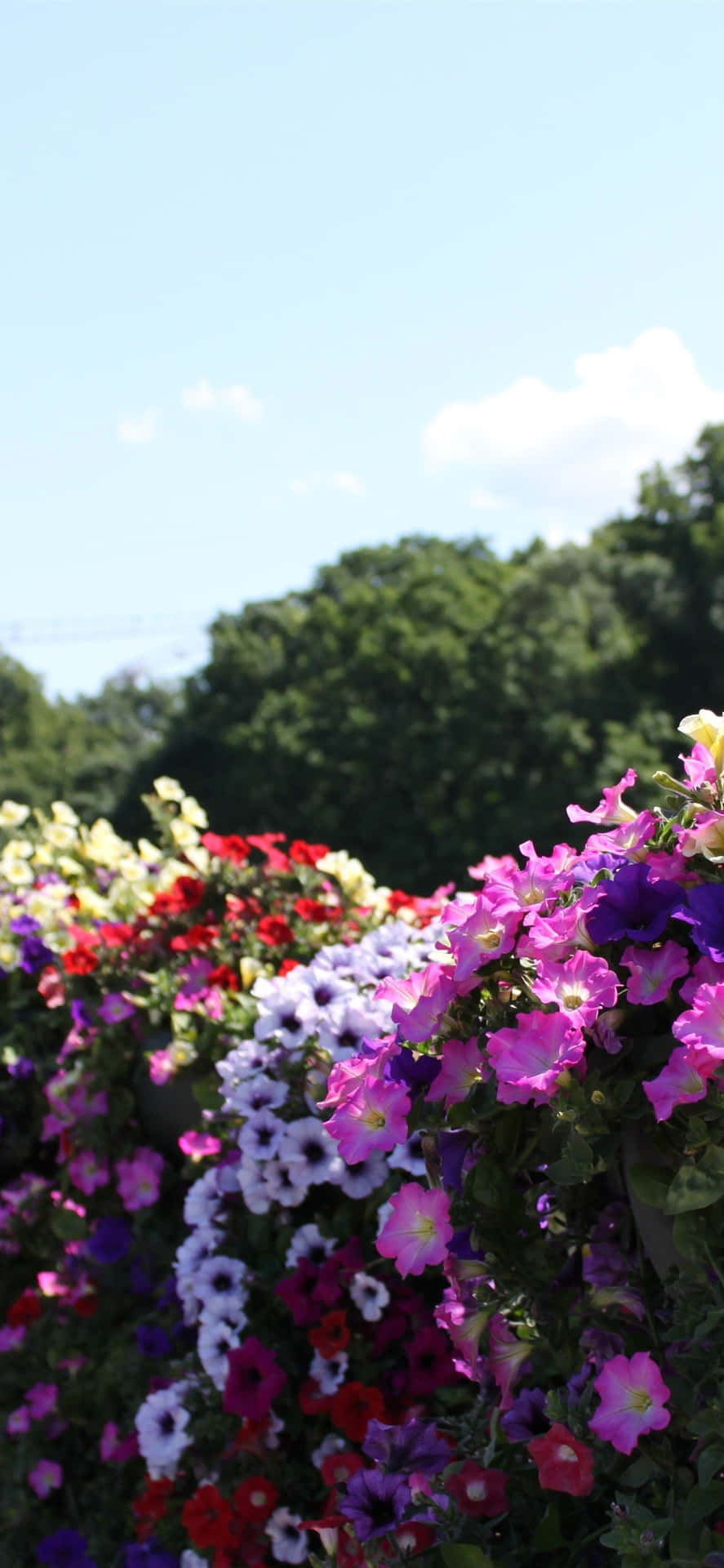 A Man Is Standing In Front Of A Flower Bed