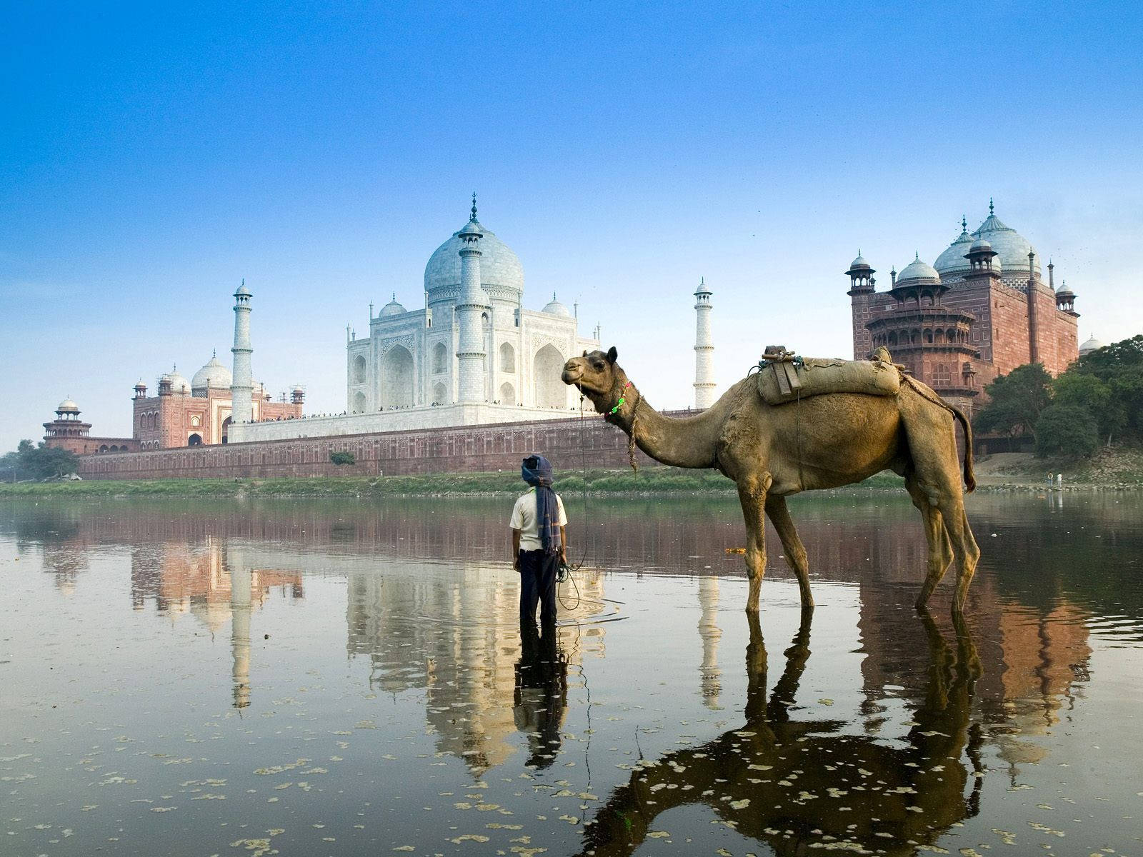 A Man Is Standing Next To A Camel In Front Of The Taj Mahal Background